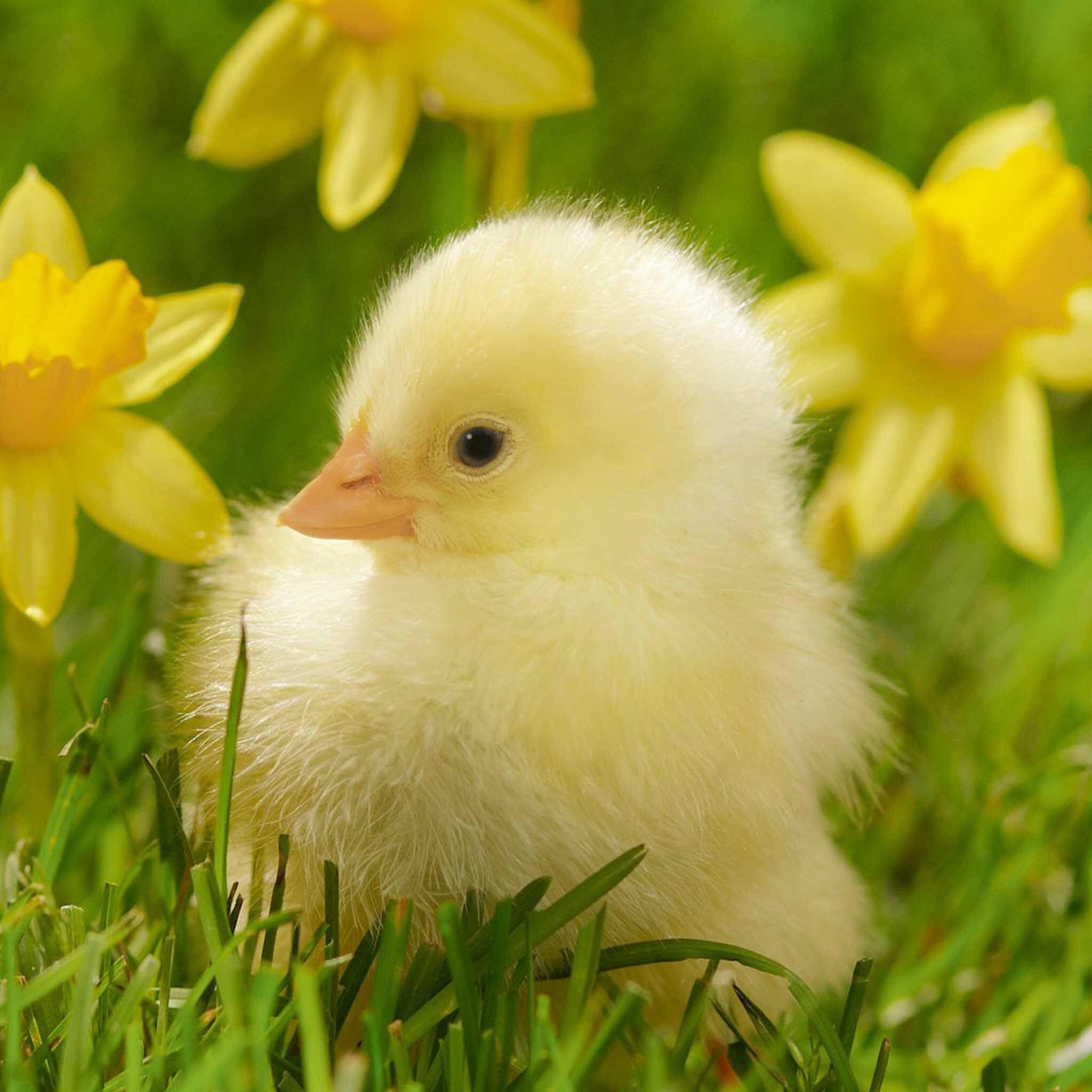 Baby Chicks Easter Wallpapers - Wallpaper Cave