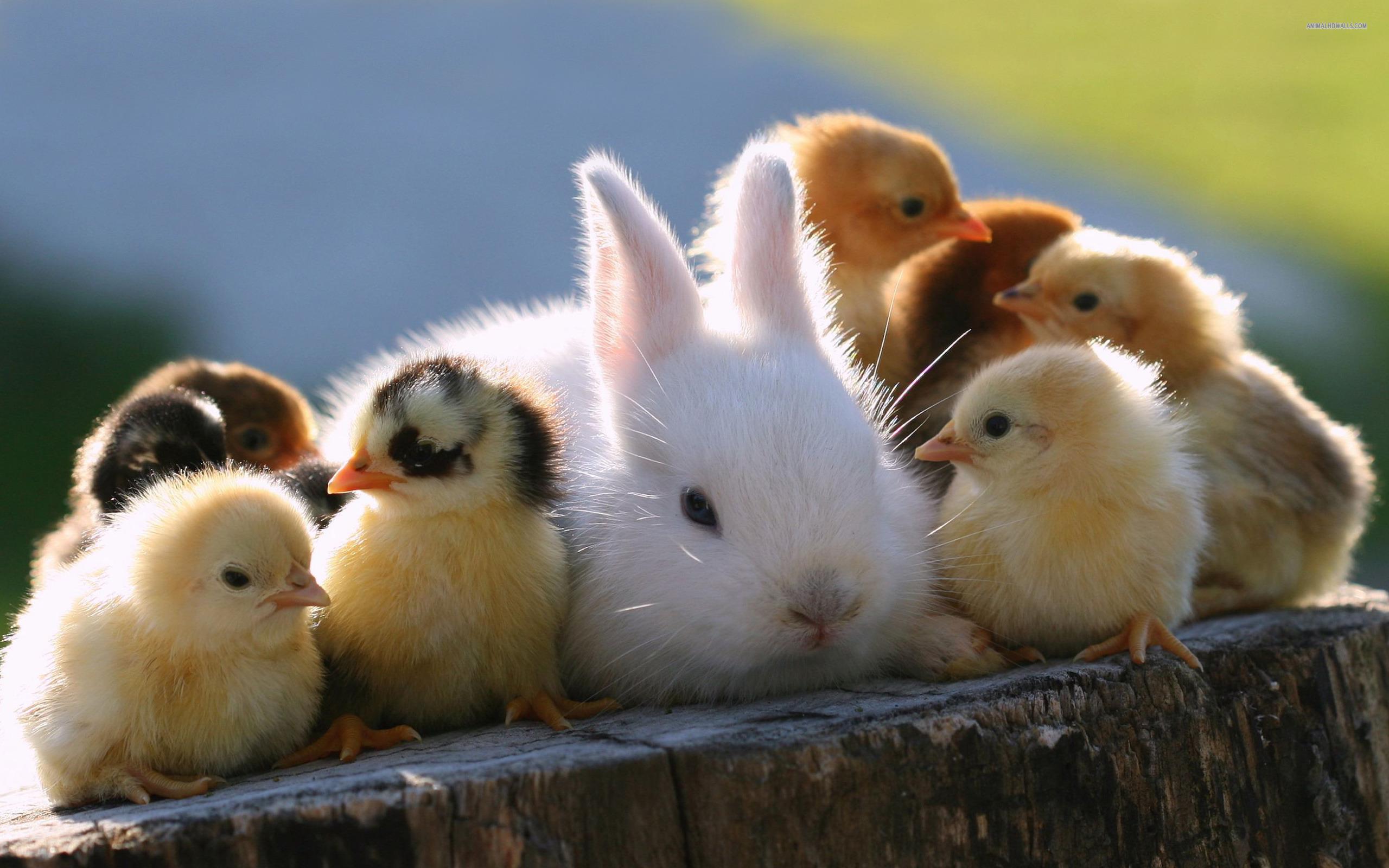 Baby chicks And Rabbit Are So Cute Animals