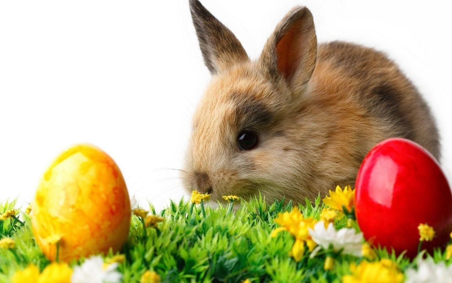 Easter Bunny Wallpaper Apps on Google Play