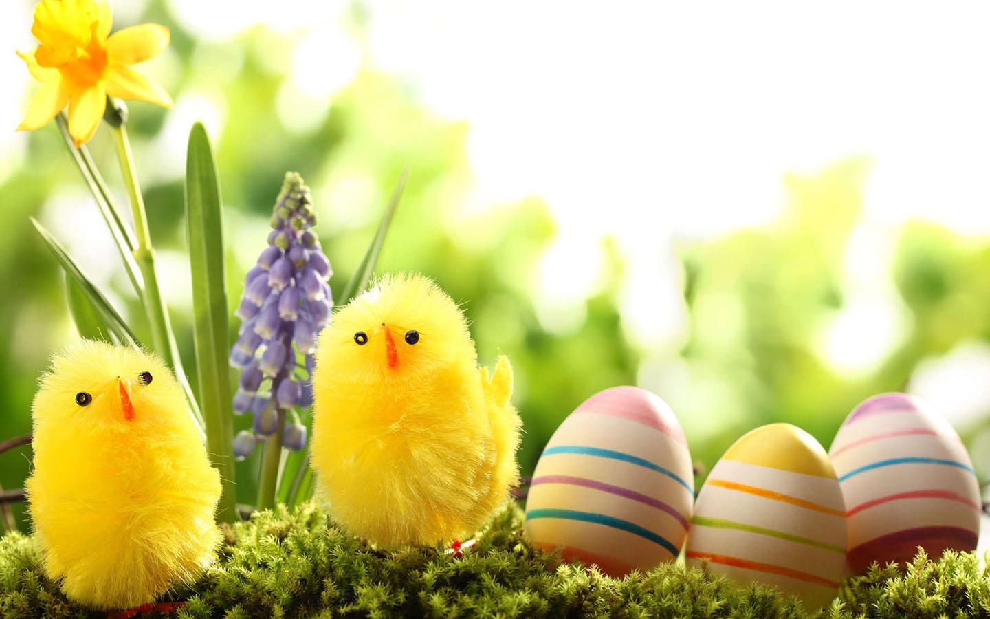 Download Easter Eggs HD Wallpaper for Free, B.SCB Wallpaper