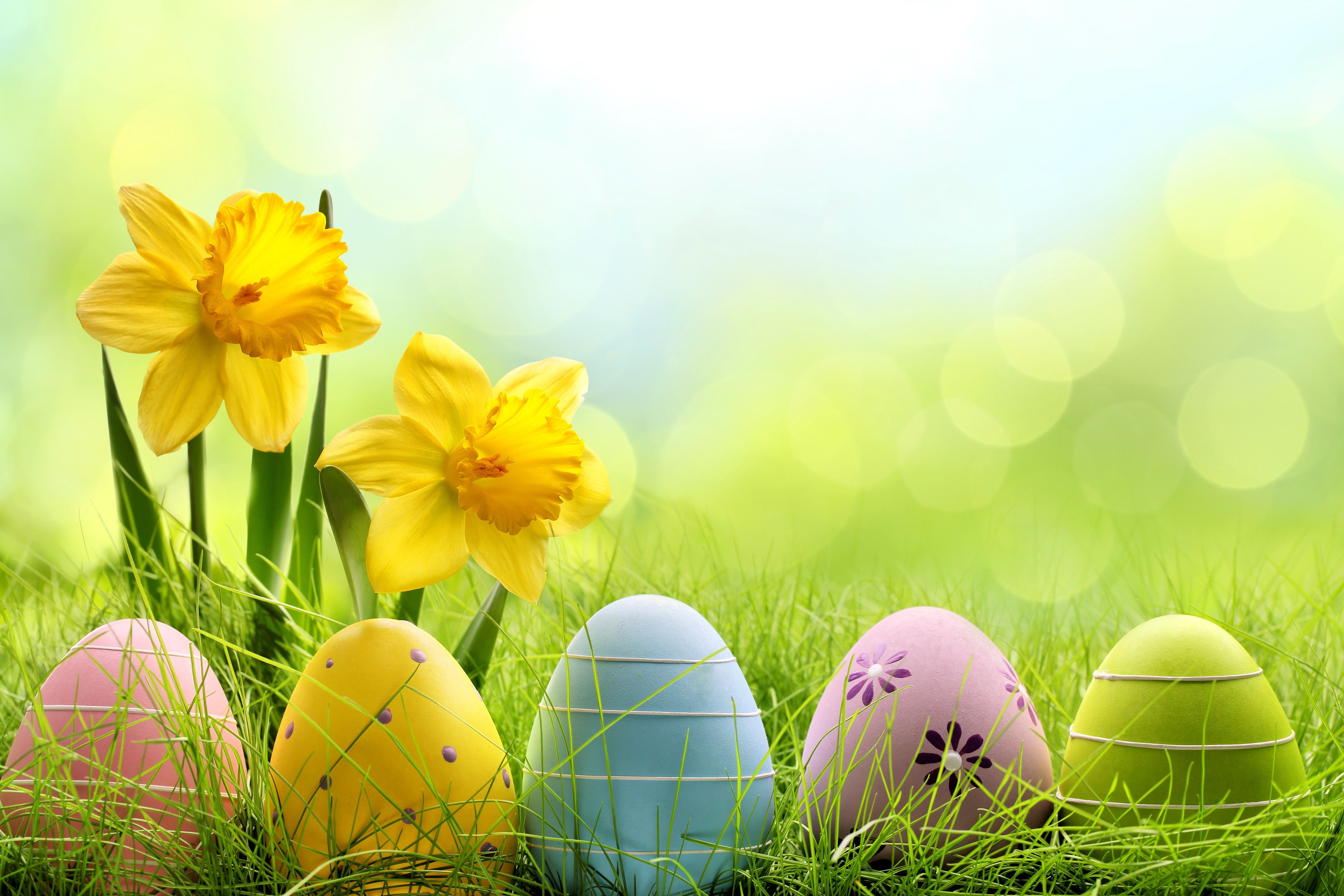 Daffodils and Easter Eggs 5k Retina Ultra HD Wallpaper