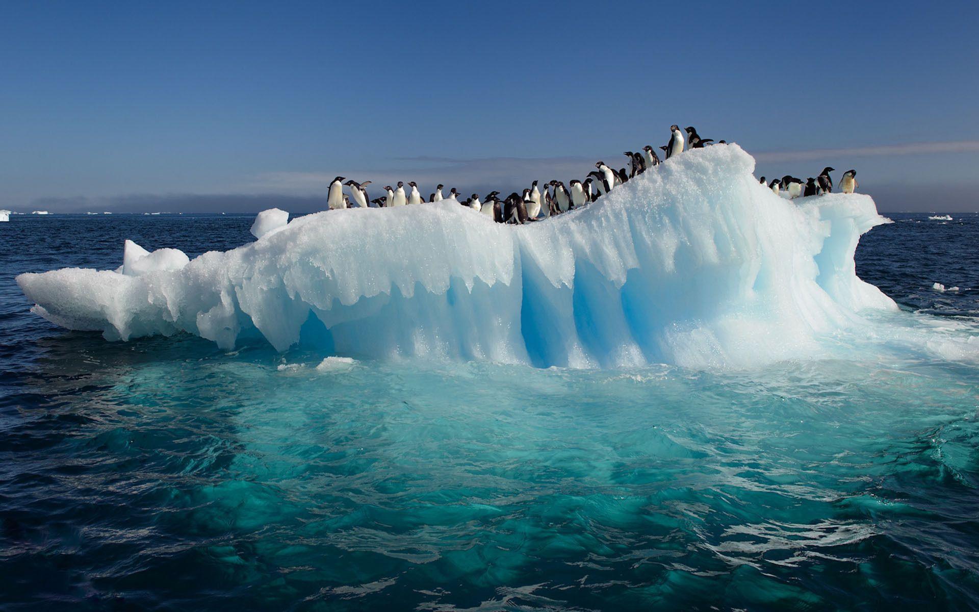 HD Awesome View Of Nature Penguins On Ice In Antarctica Ocean Best