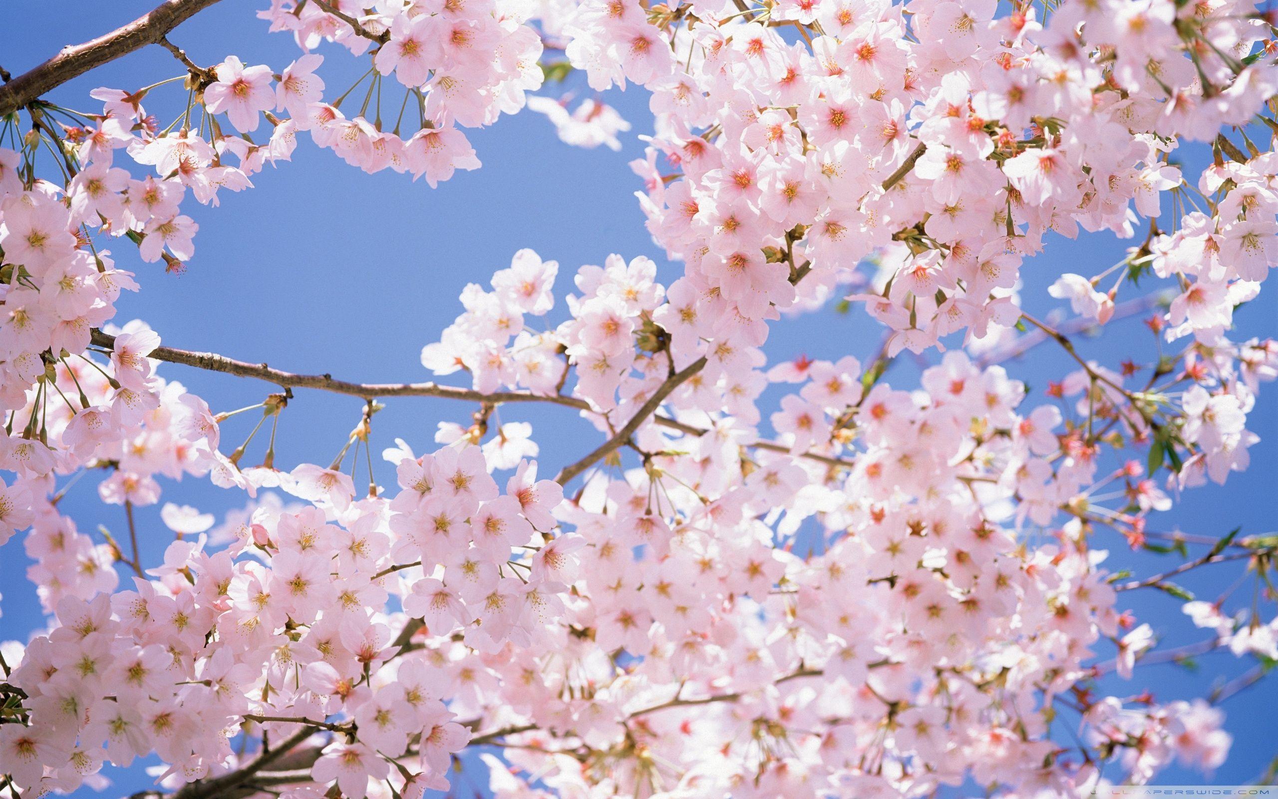Blossomed Cherry Tree ❤ 4K HD Desktop Wallpaper for 4K Ultra HD