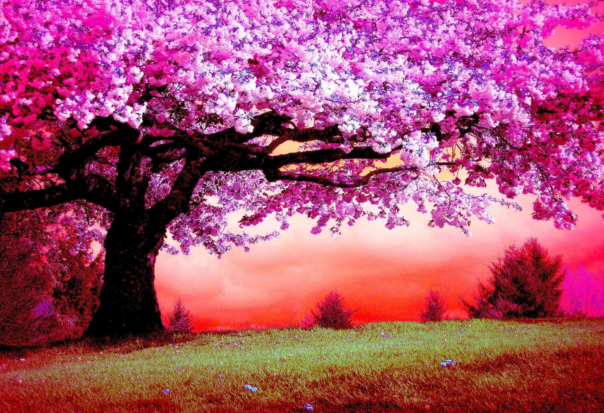 Pink Trees HD Wallpaper