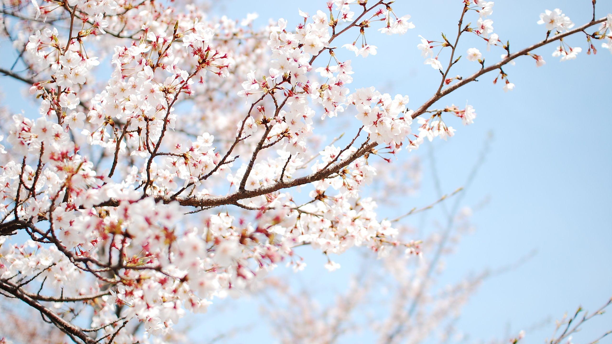 Free Download Cherry Blossom Wallpaper White