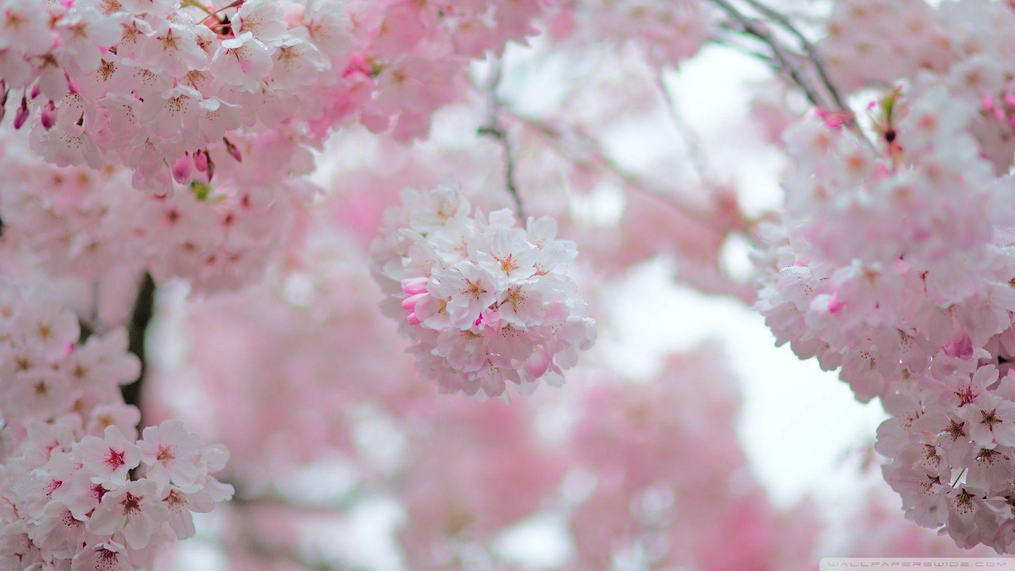 Cherry Tree Wallpapers - Wallpaper Cave