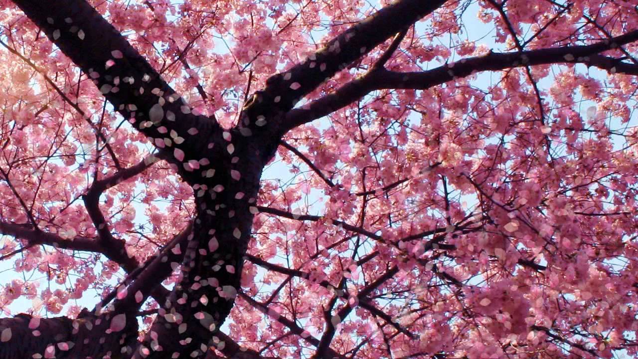 Cherry Blossom Animated Wallpaper