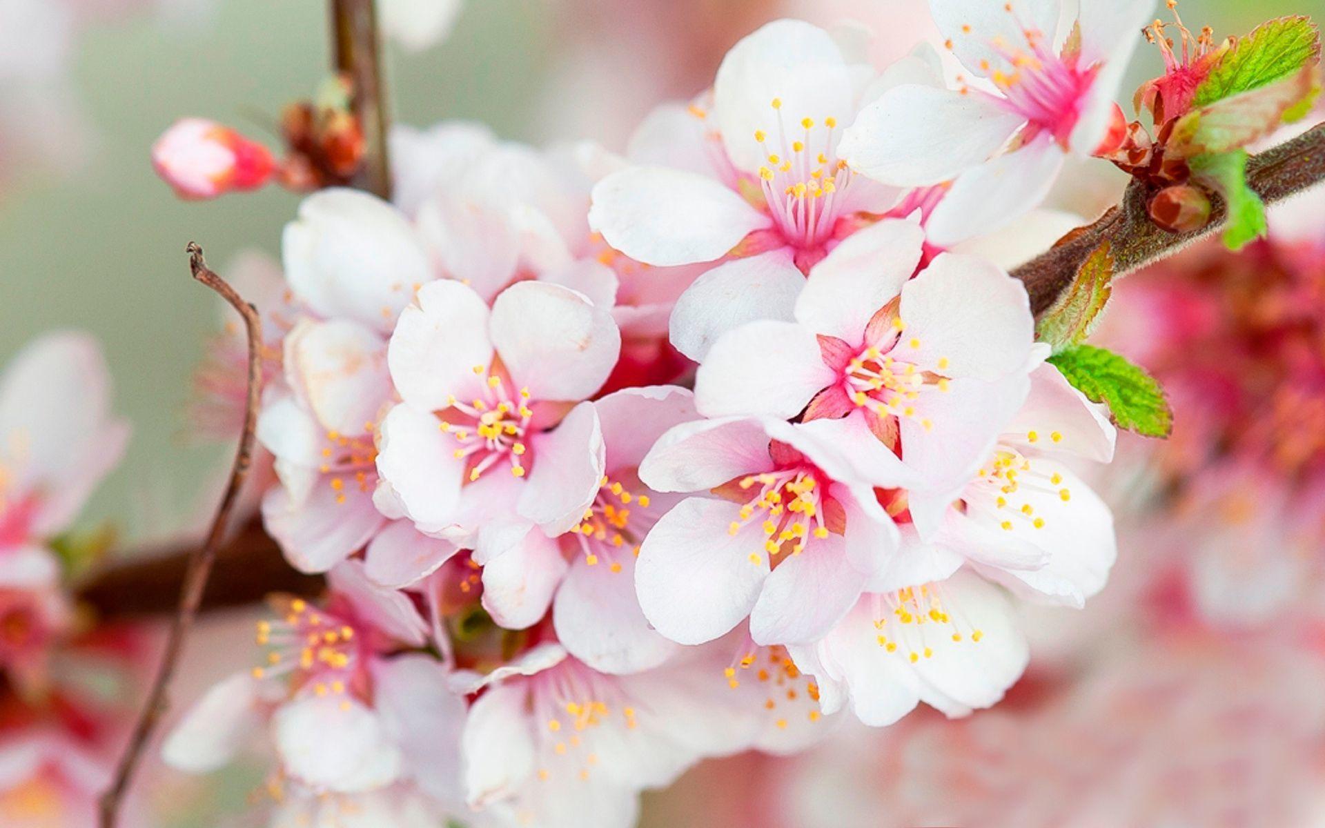 Beautiful Cherry Blossoms MacBook Pro Wallpaper HD Random. Cherry
