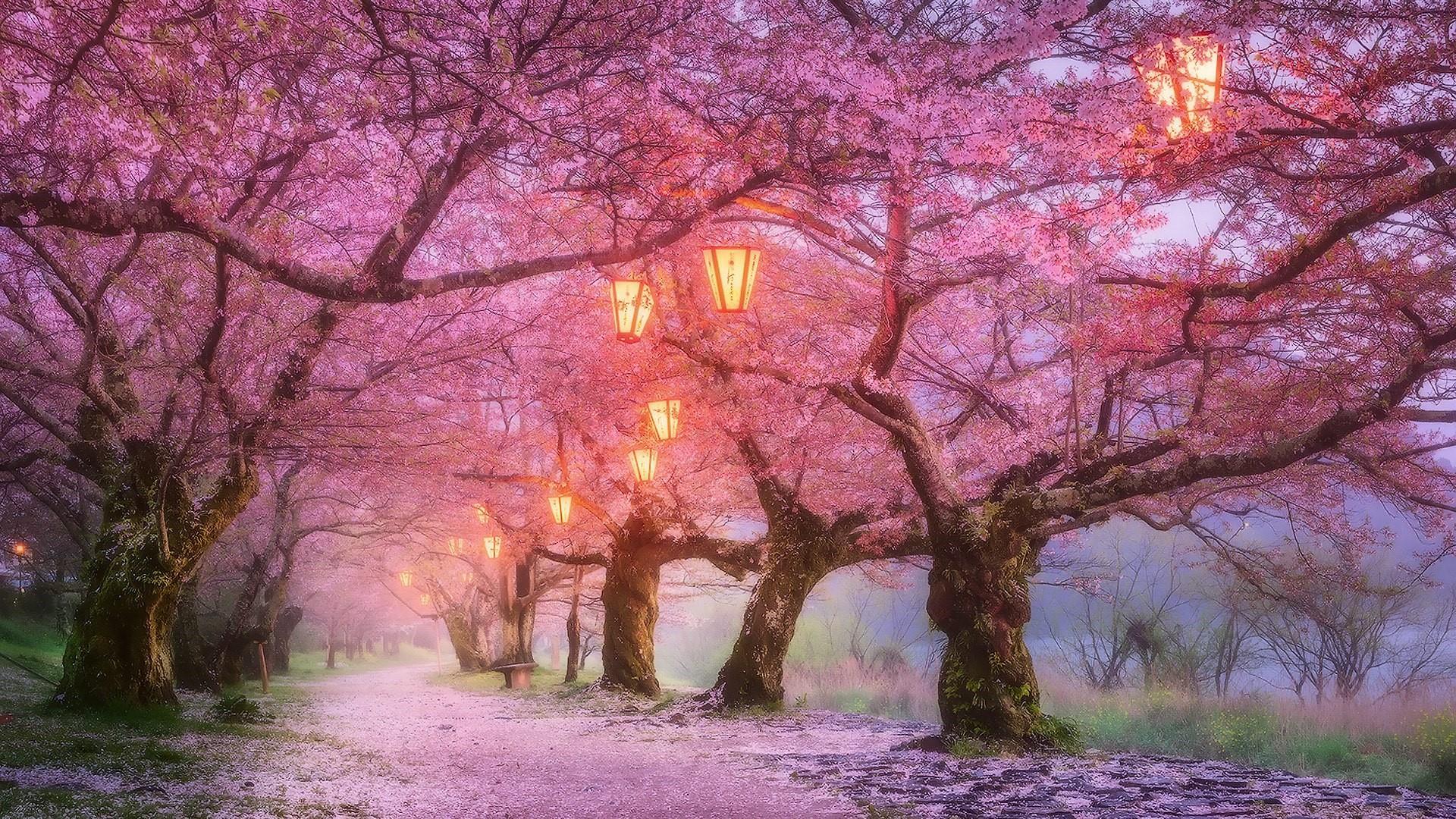 Cherry Blossom Anime Wallpaper Desktop - IMAGESEE