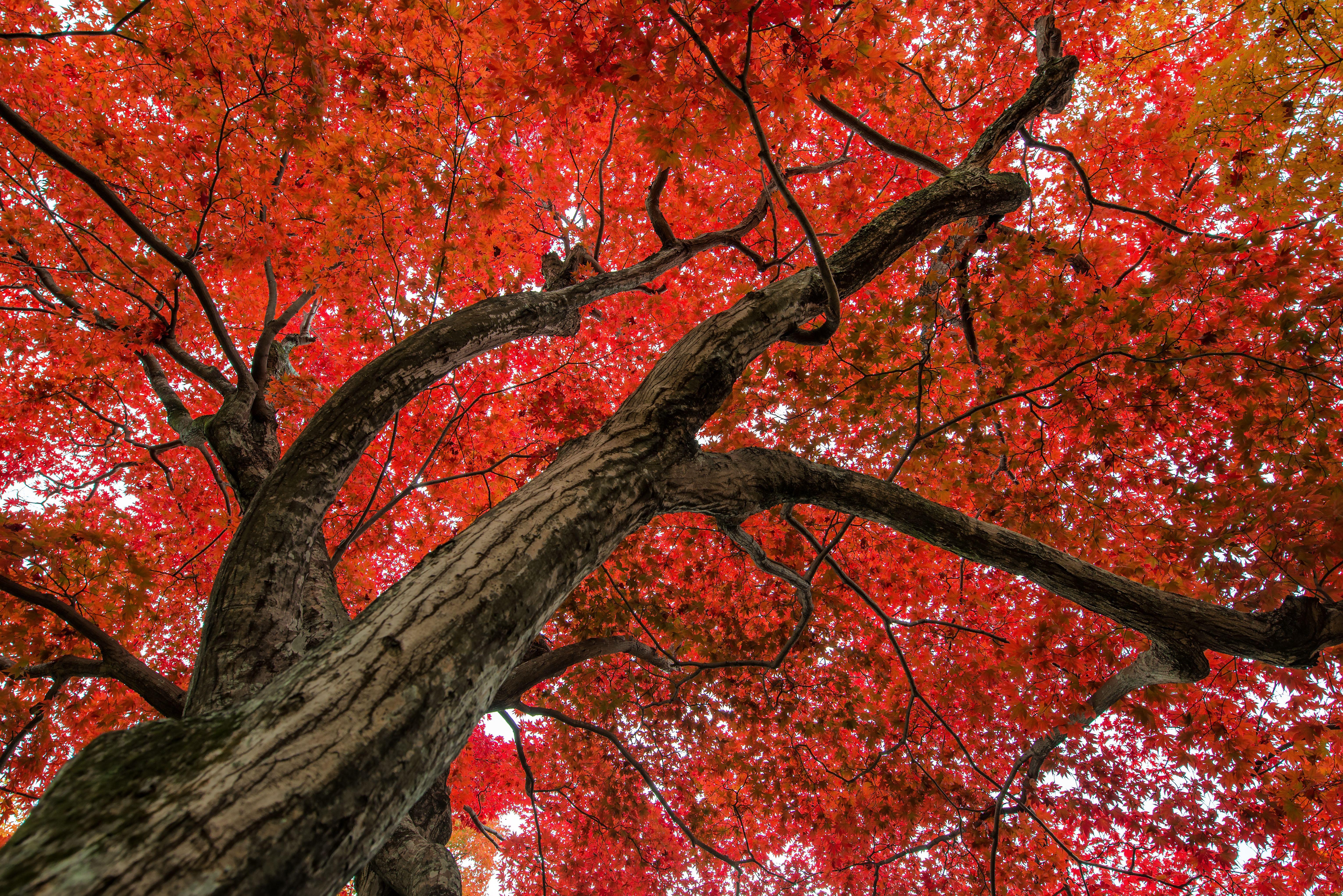 Maple Tree HD Wallpaper and Background Image