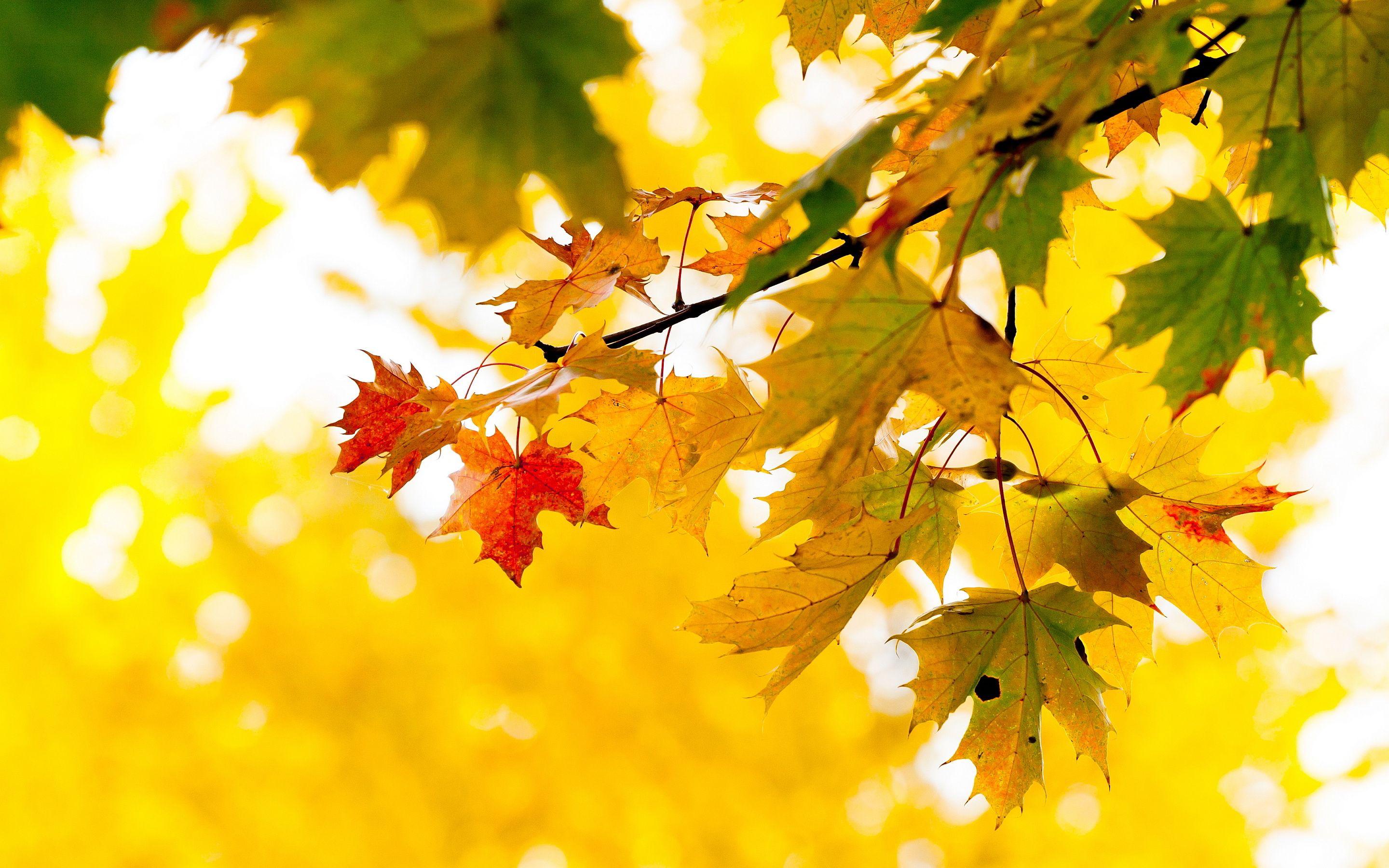 Maple Wallpapers - Wallpaper Cave