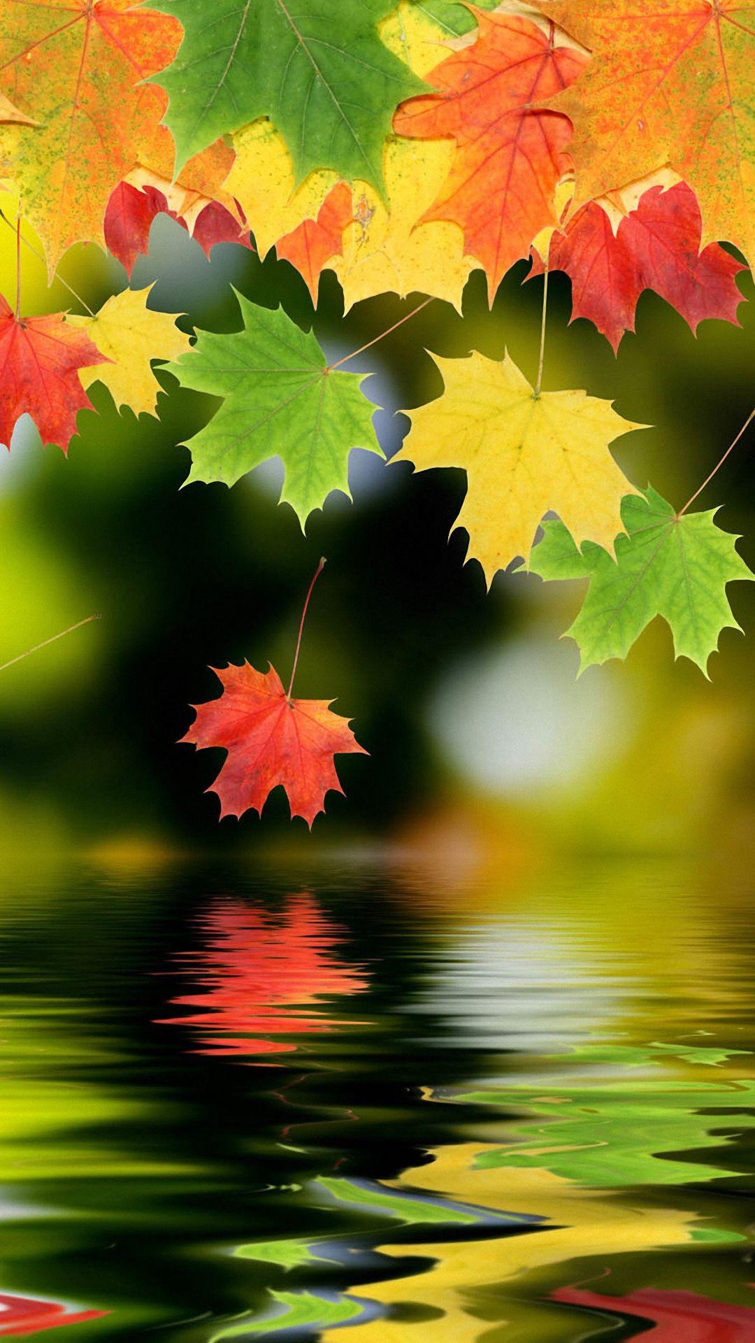 Maple Leaf Android Wallpaper 1080p Phone Mobile Full HD Background