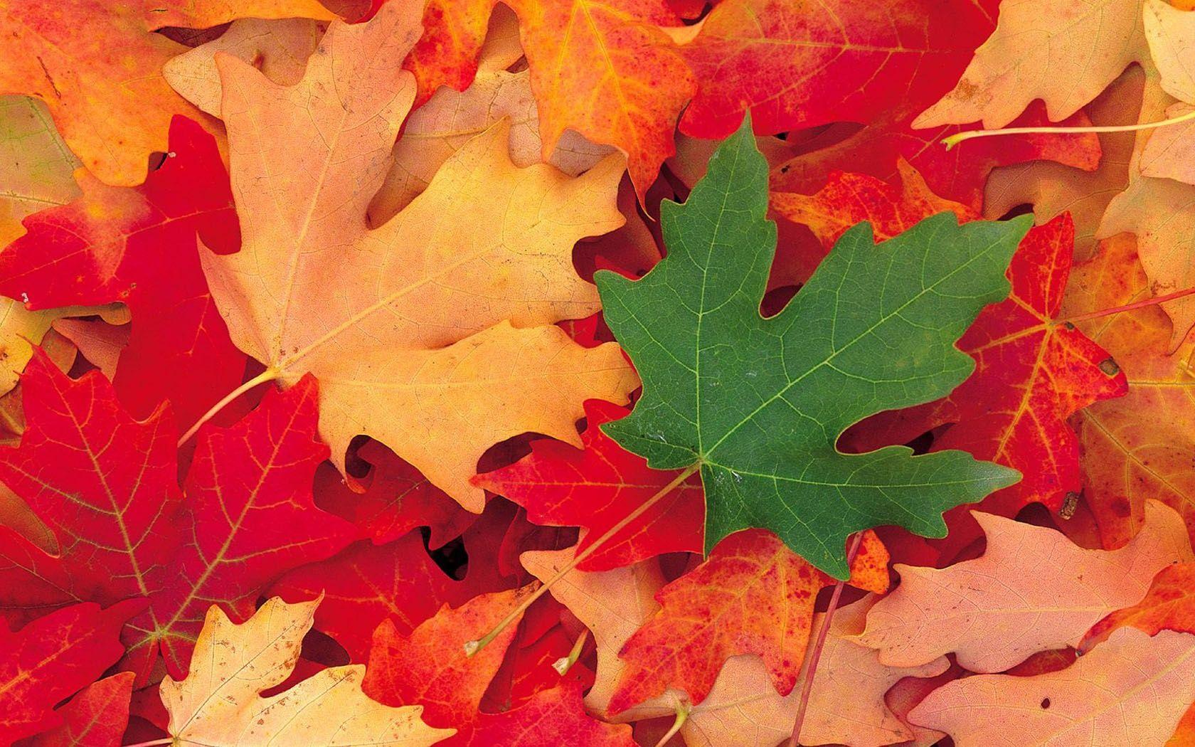Maple Leaf Wide Hd Wallpaper Download Maple Leaf Image Free.jpeg