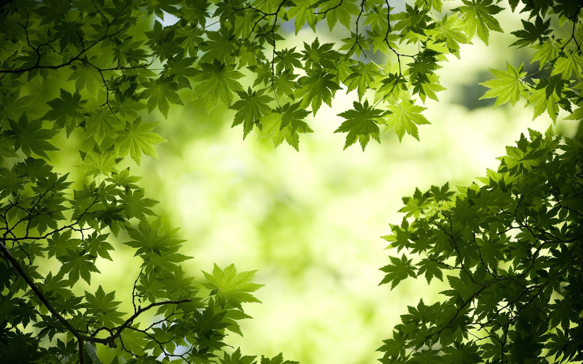 Green Maple Leaves Wallpaper
