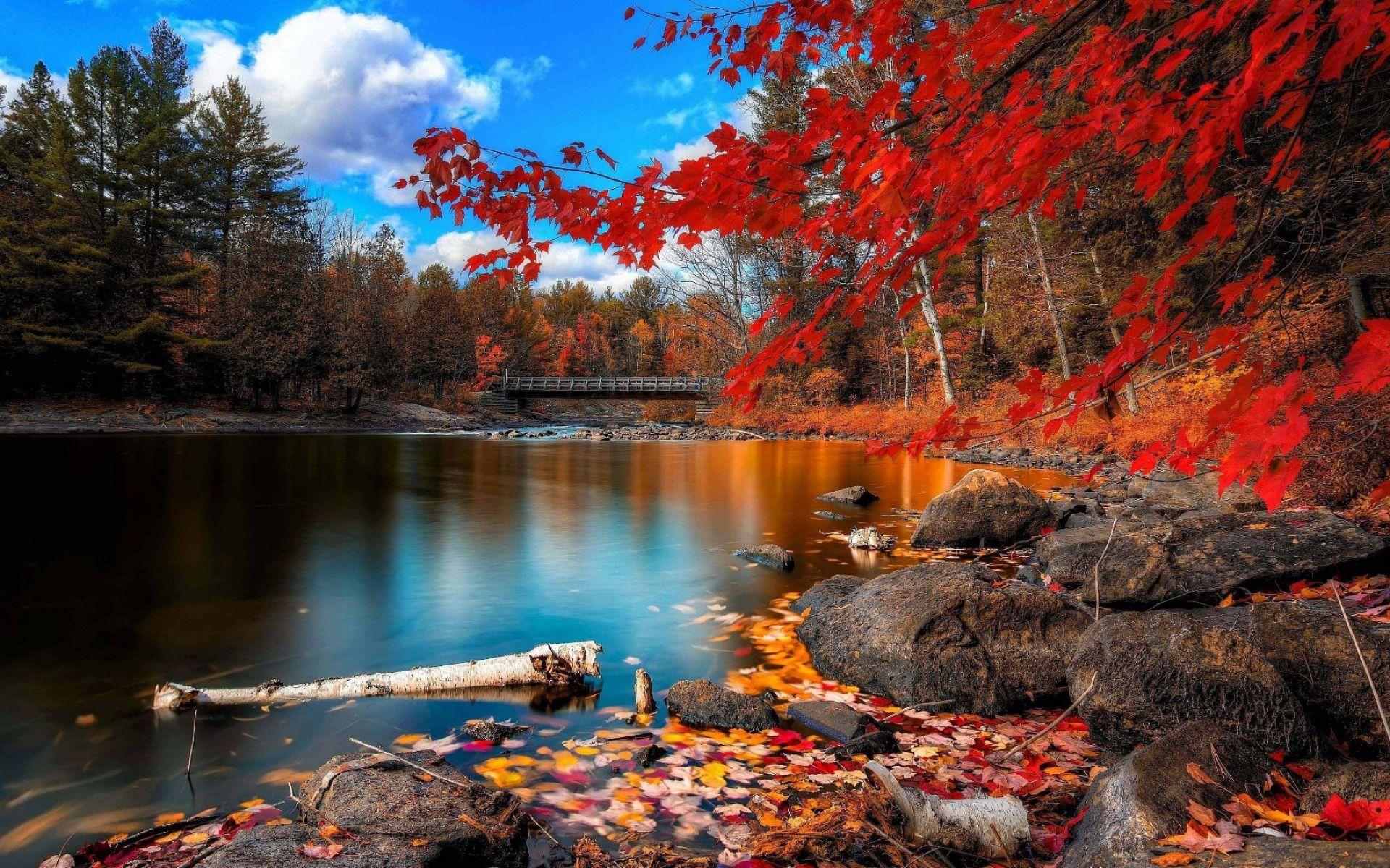 Red Maple Tree And The Lake. HD Nature Wallpaper for Mobile