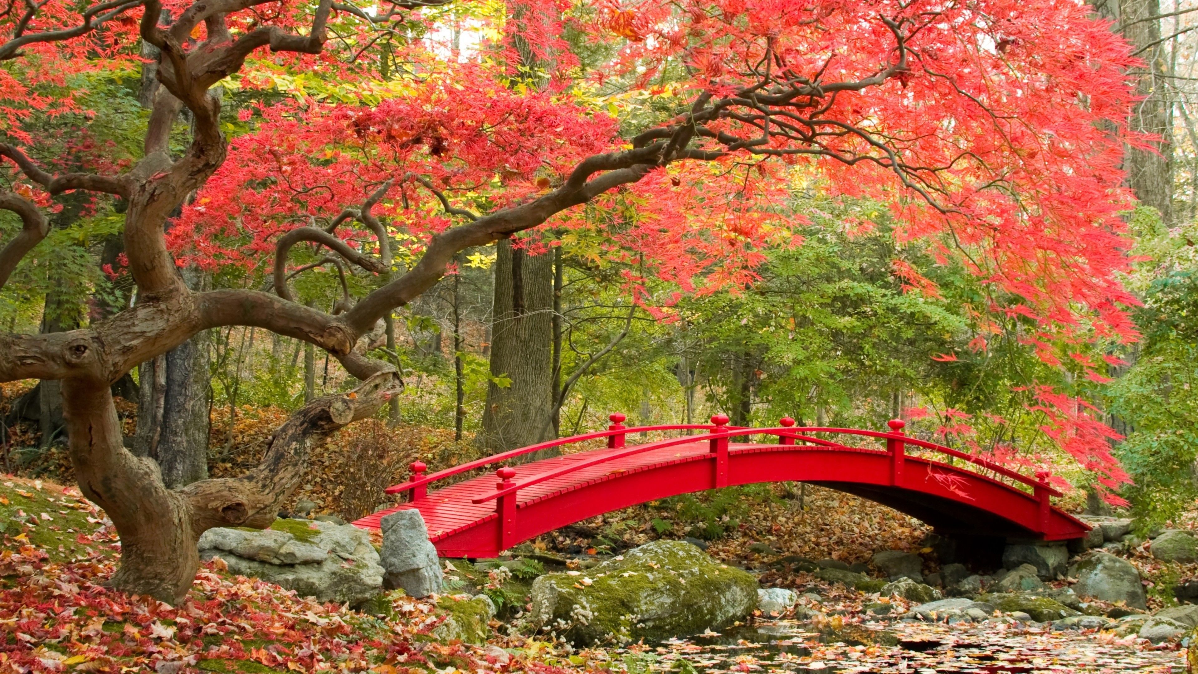 Wallpaper Autumn, Maple trees, Japanese Garden, 4K, Nature