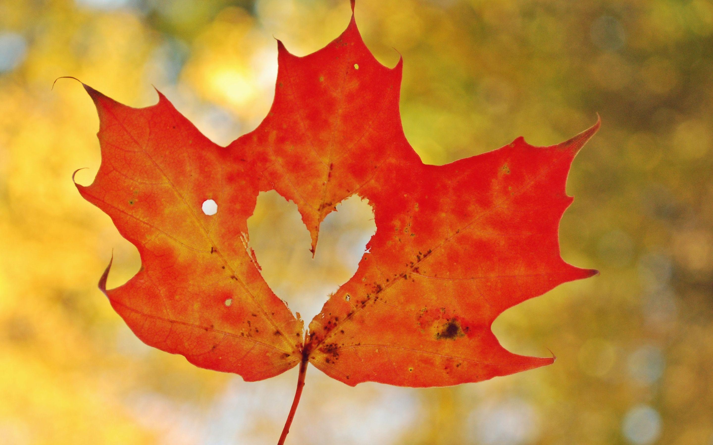 Love Heart Maple Leaf Wallpaper