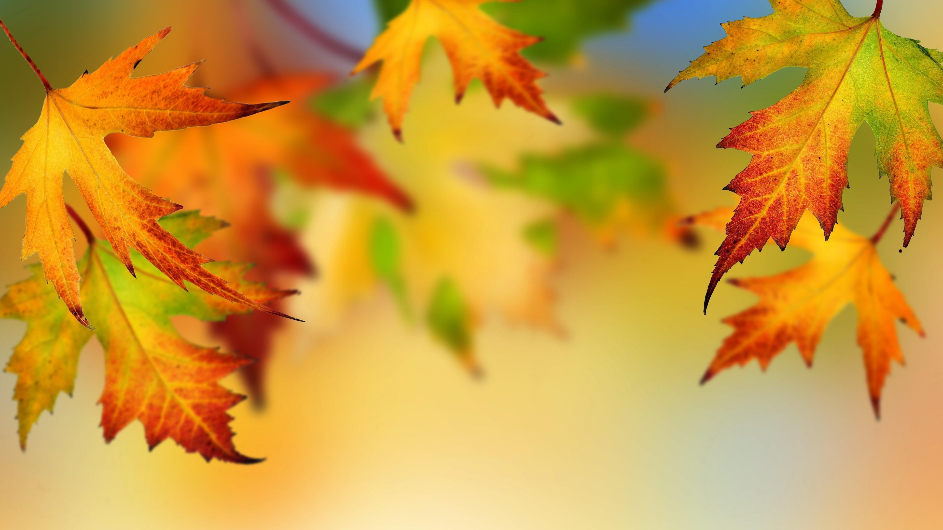 Colorful Autumn Maple Leaves Wallpaper. Wallpaper Studio 10