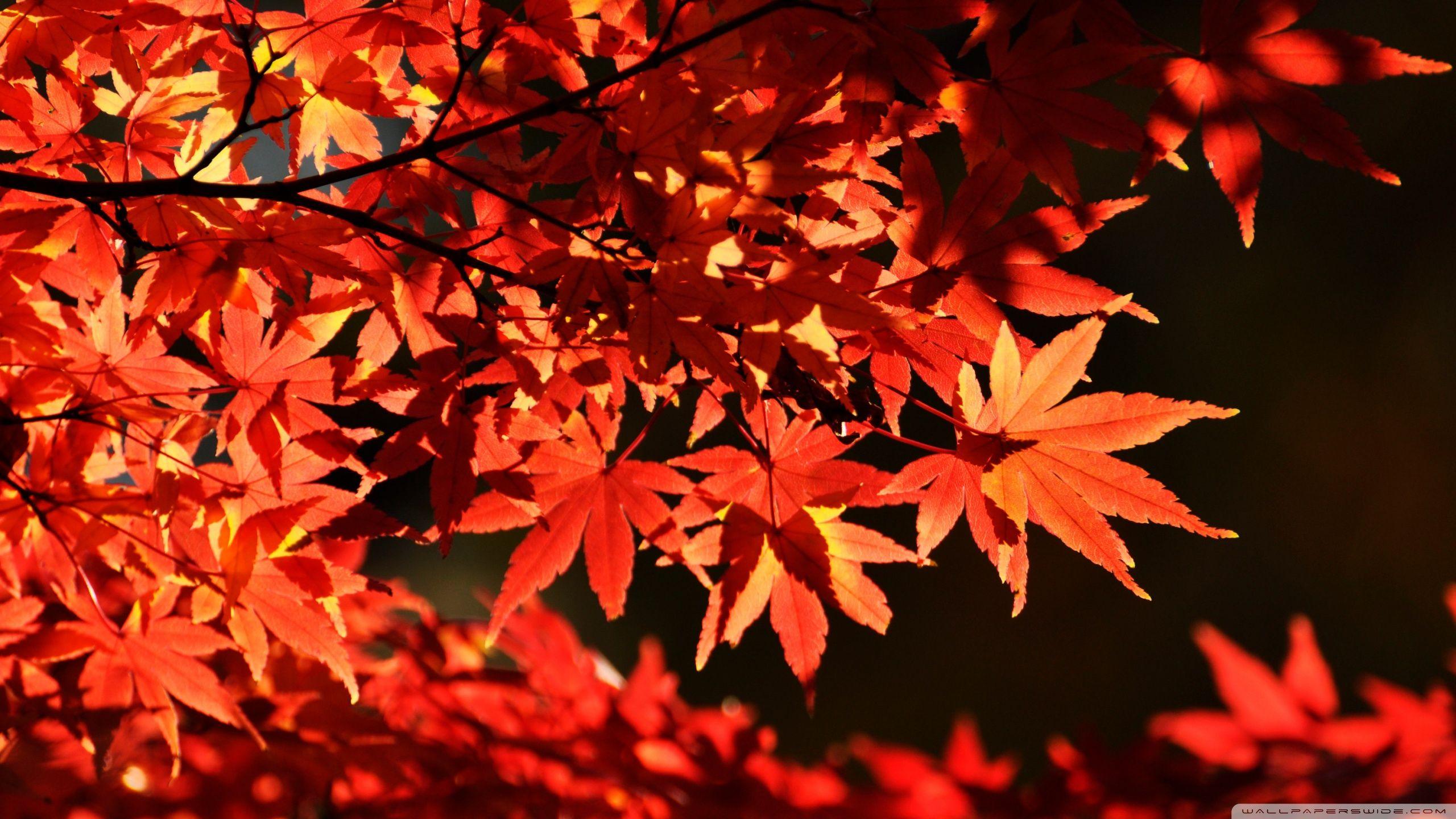 Japanese Maple Trees, Autumn ❤ 4K HD Desktop Wallpaper for 4K