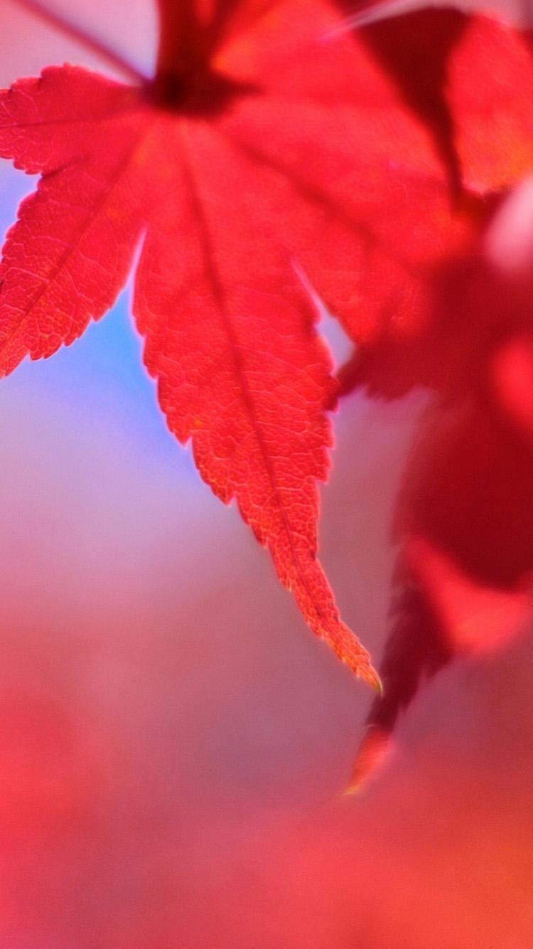 Red Maple Leaf iPhone 6 Wallpaper 6 Wallpaper
