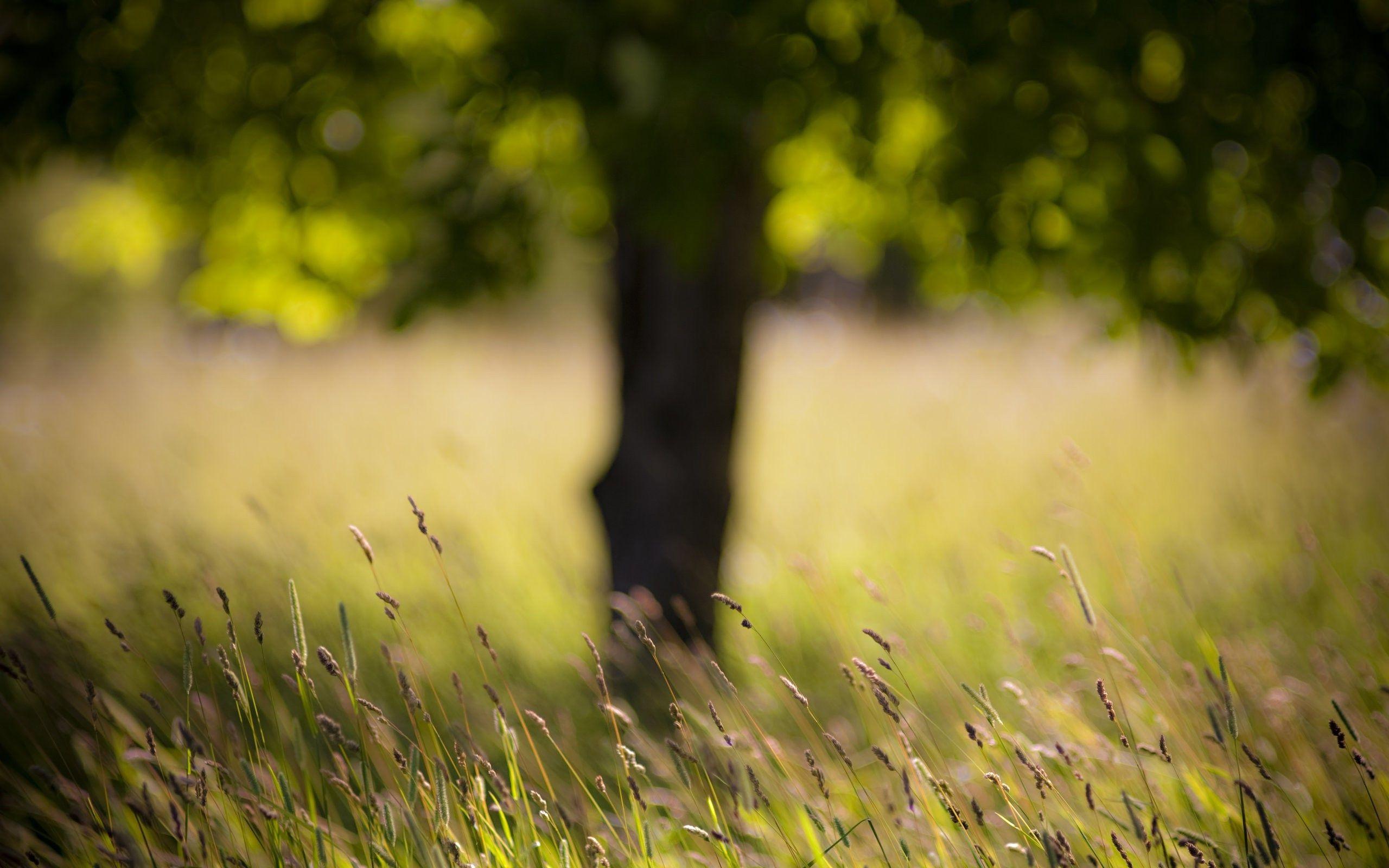 Nature Blur Wallpapers - Wallpaper Cave