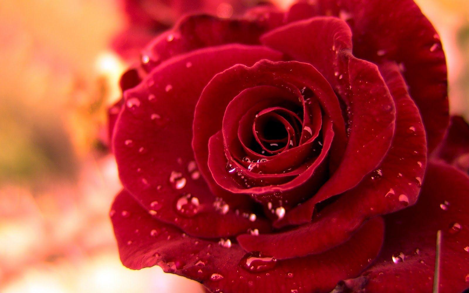Free Beautiful Red Rose Wallpaper Full HD Pics Roses Most Popular