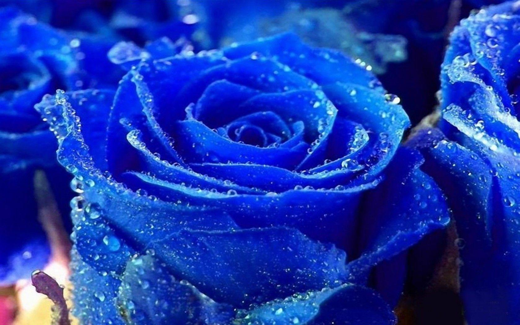 Rose Water Drops Blue Colour Picture Beautiful Flower Rose