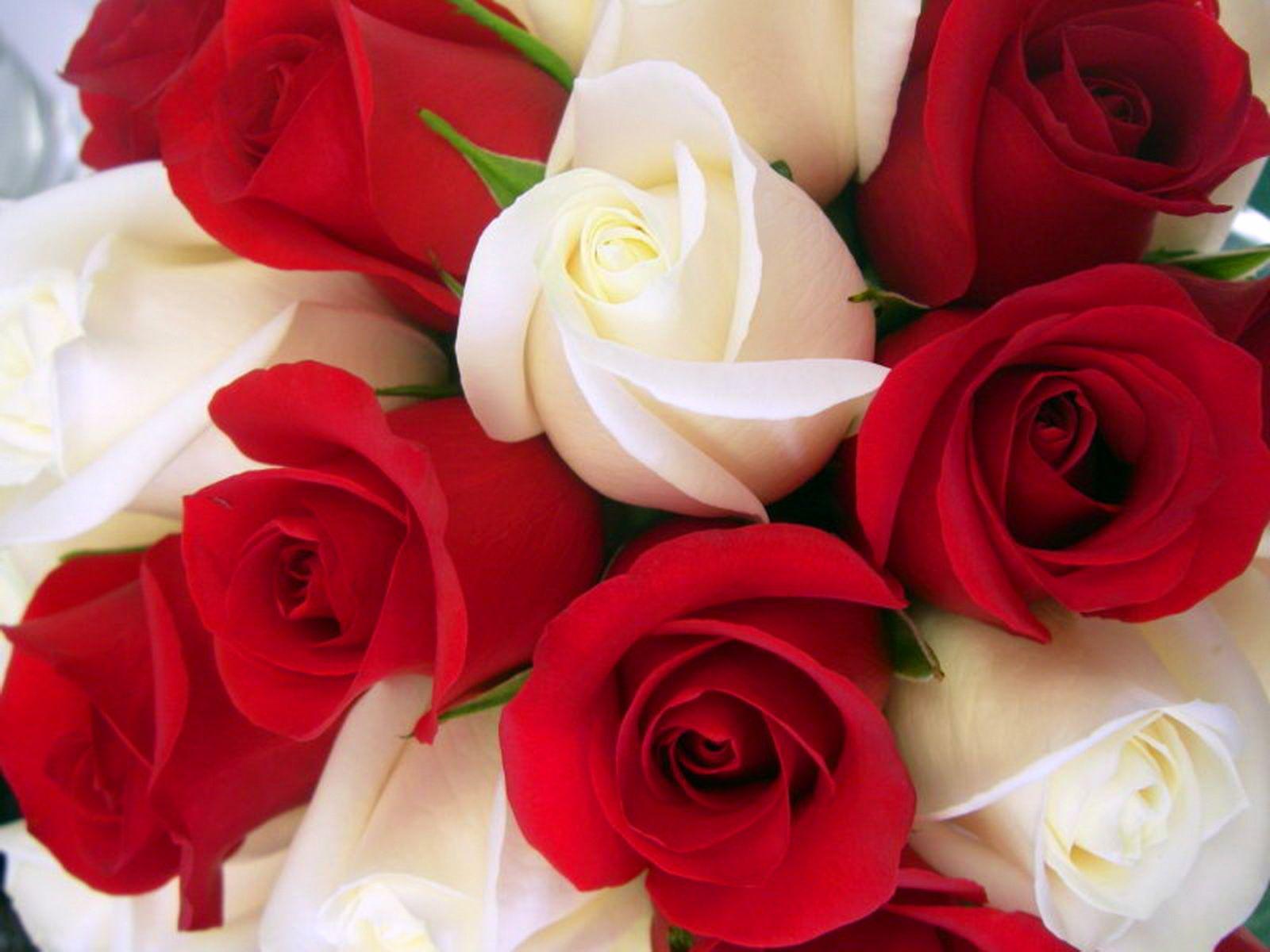 wallpapers of red white roses