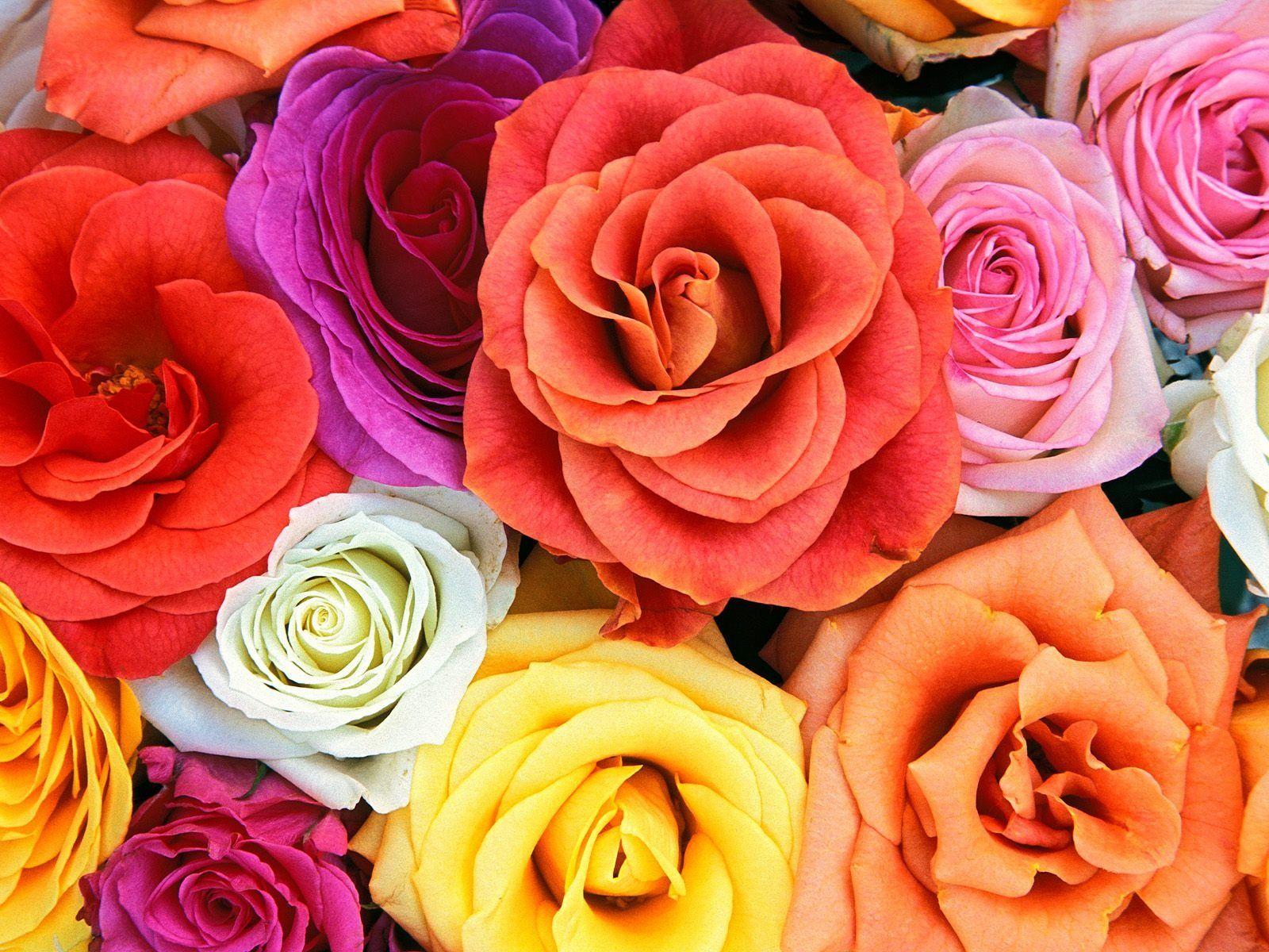 Love Blooms Roses Wallpaper Flowers Nature Wallpaper in jpg format