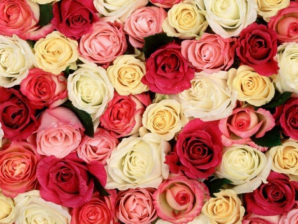 flowers for flower lovers.: Beautiful Rose Flowers wallpaper