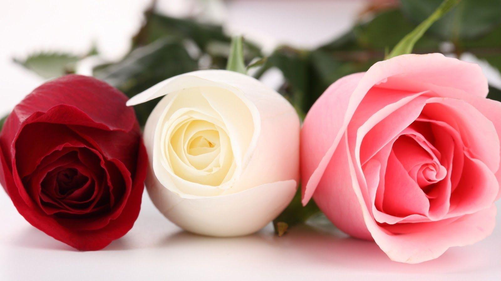 Best Beautiful Pink Roses Wallpaper For Desktop HD Rose Afari Of
