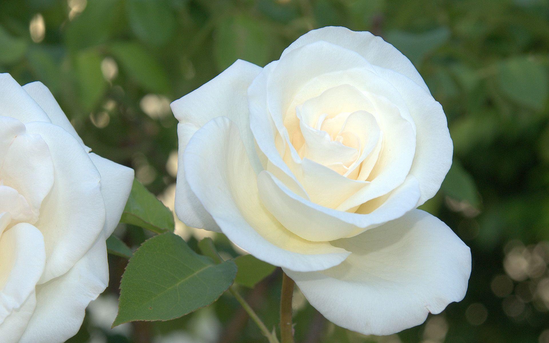white rose