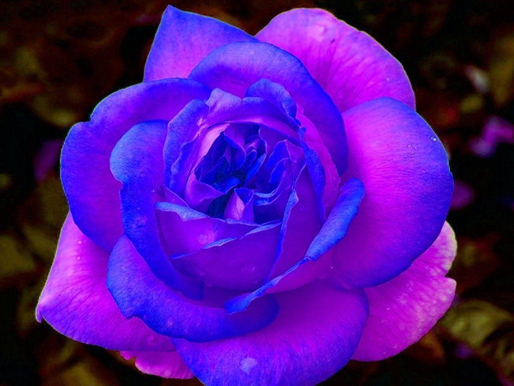 Purple and Pink Roses Wallpaper. Blue and Purple Rose Free