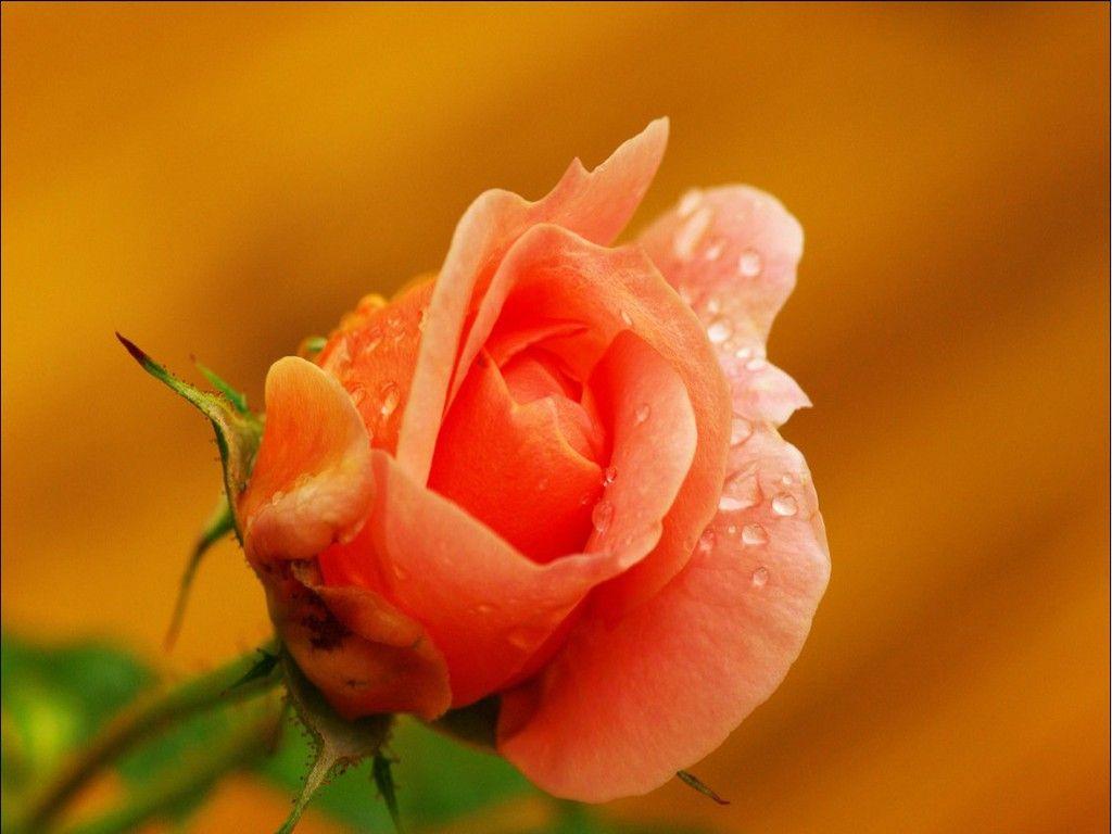 Beautiful Roses Wallpaper funmag Download Beautiful Rose