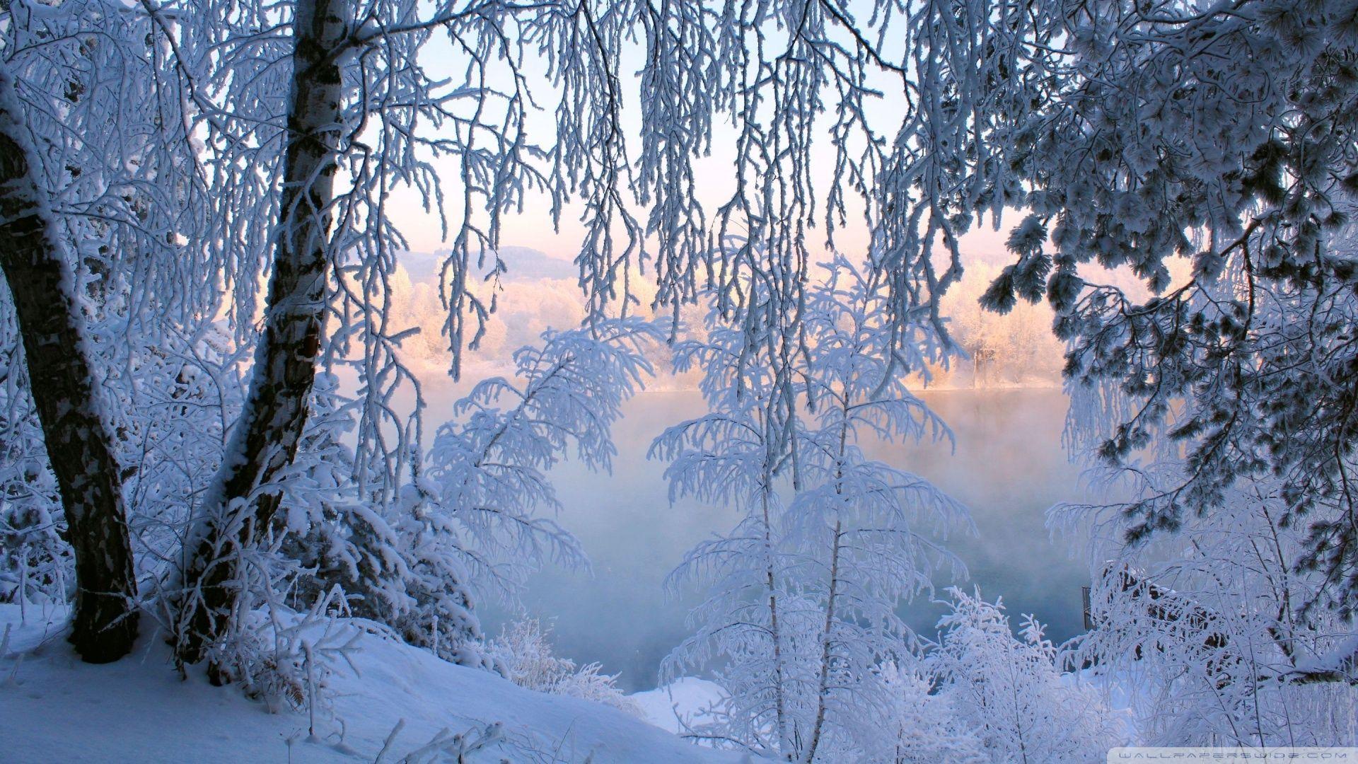 Beautiful Winter Frost ❤ 4K HD Desktop Wallpaper for 4K Ultra HD
