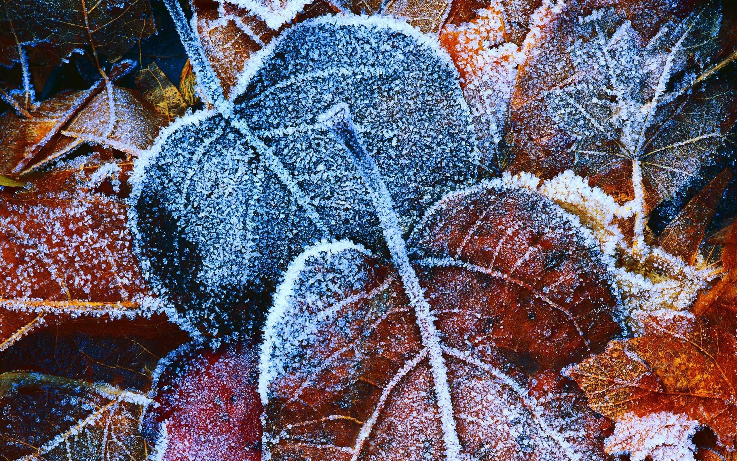 Autumn leaves in frost wallpaper and image