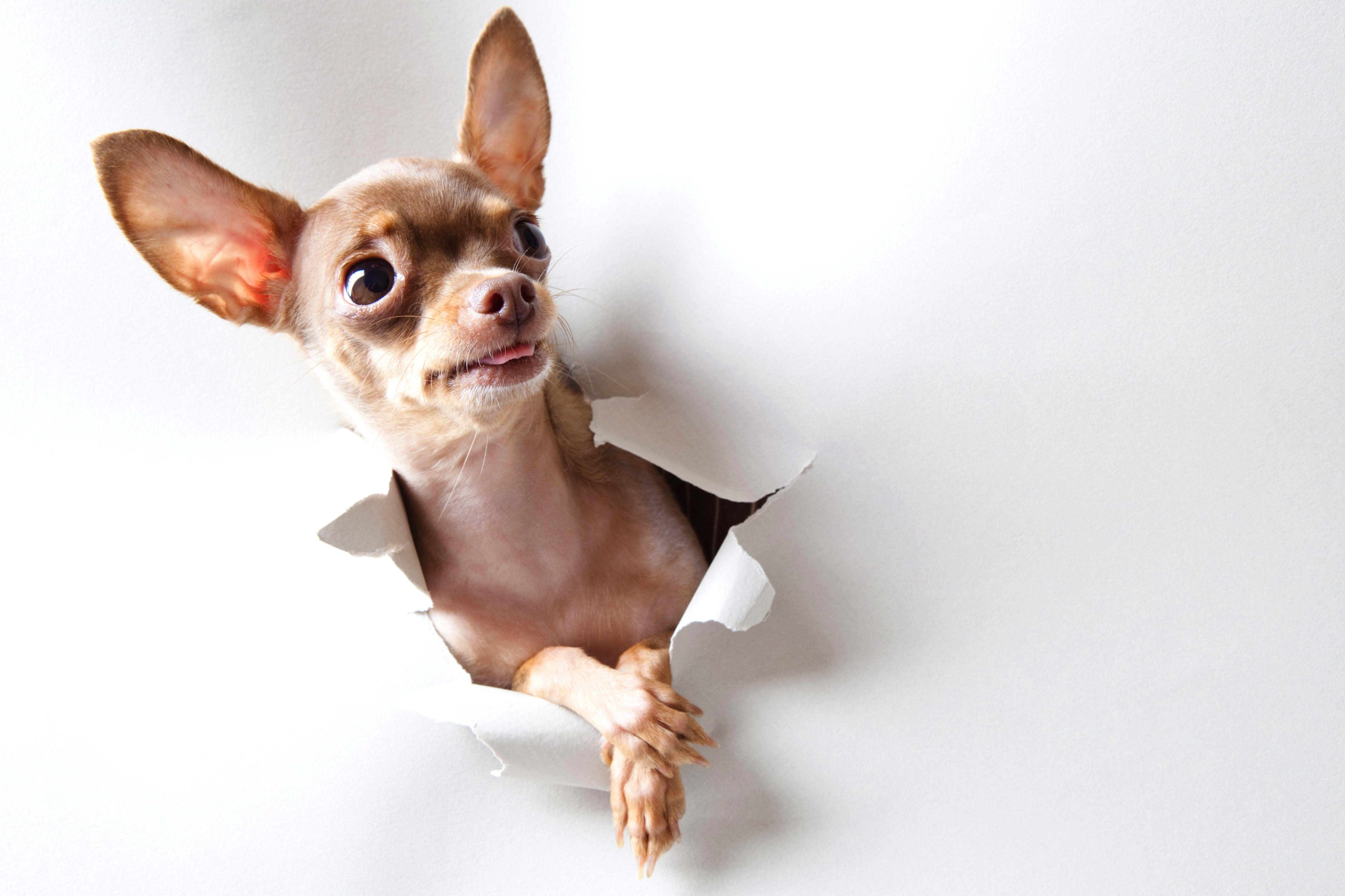 Chihuahua HD Wallpaper and Background Image