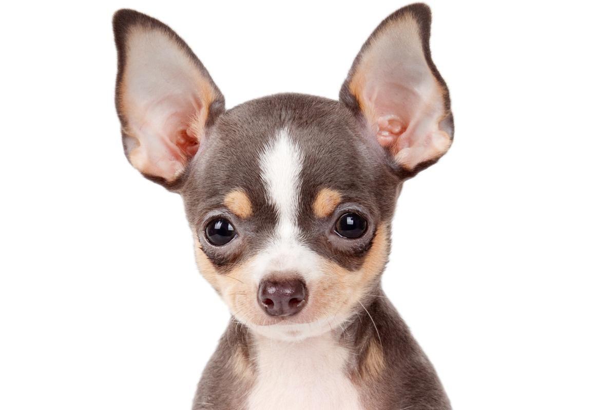 Chihuahuas Wallpapers Wallpaper Cave