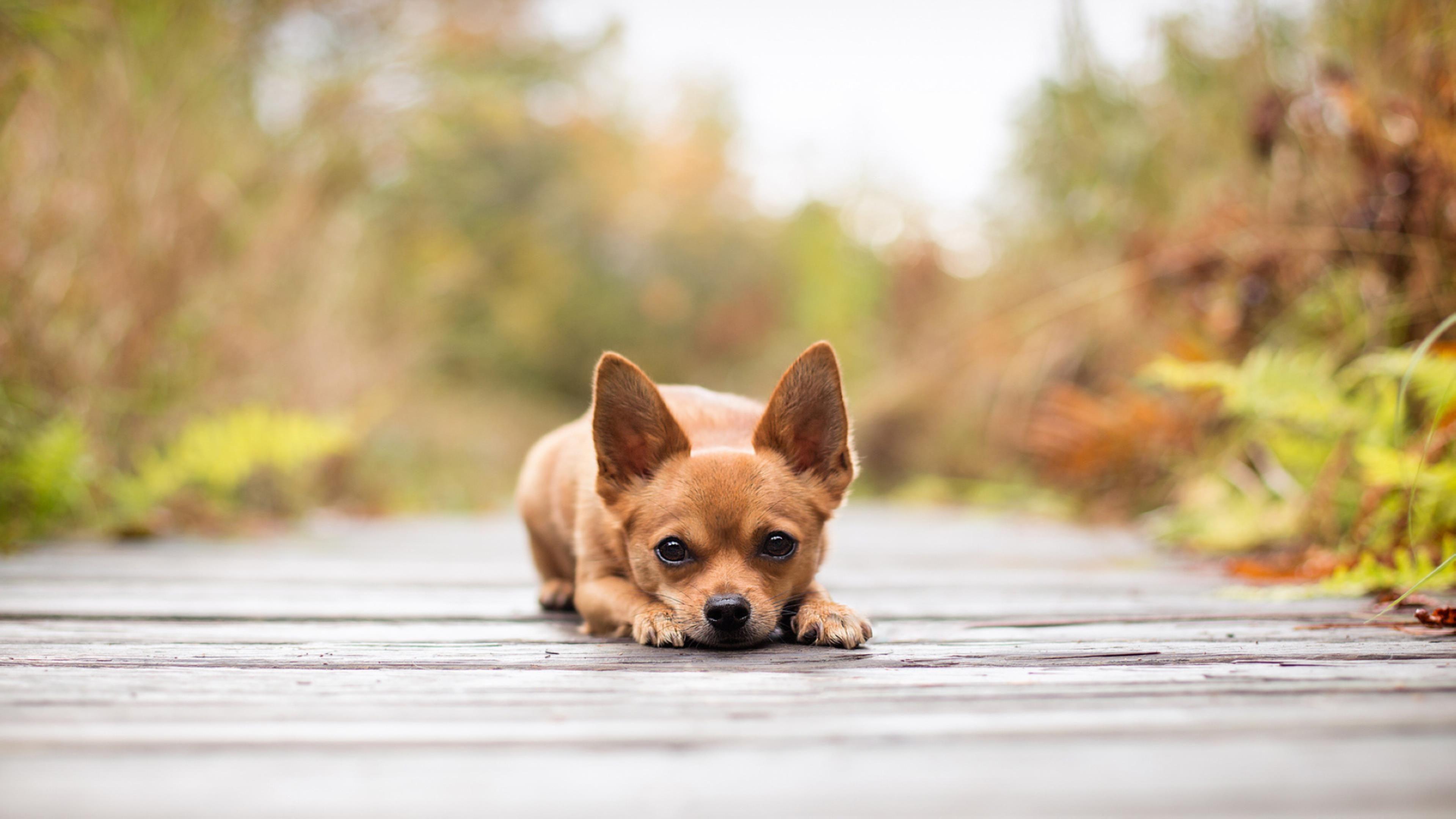 What You Need To Know About Chihuahua Problem Behaviors. PetSync