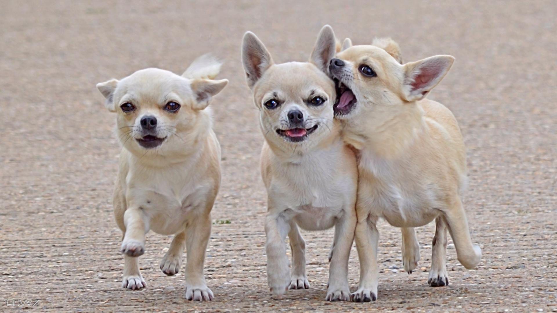 chihuahuas widescreen wallpaper 1920x1080. HD wallpaper gallery