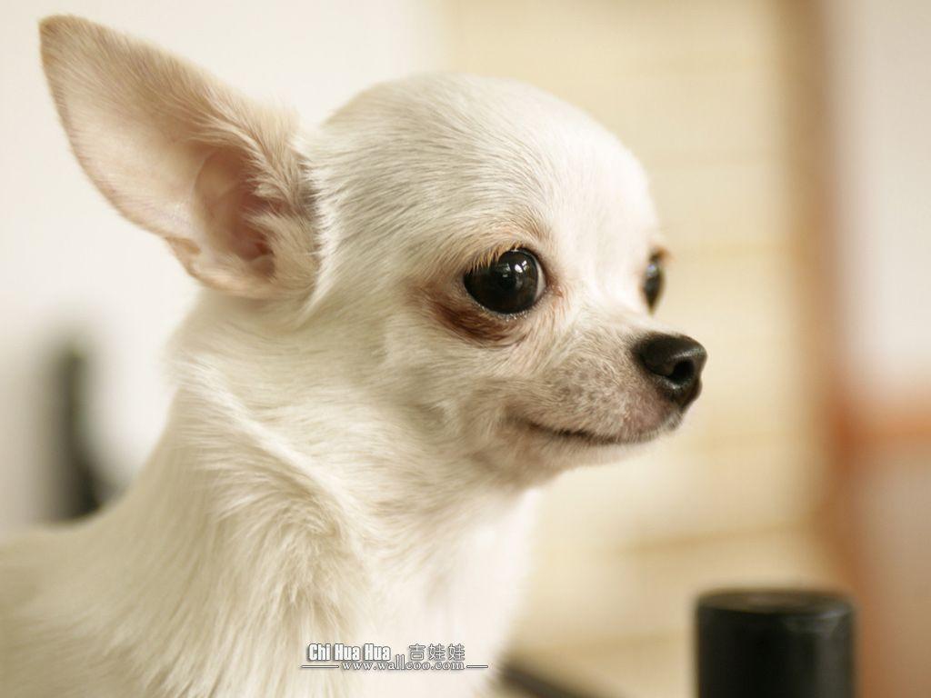 Chihuahua Wallpaper For iPad 19 Background Wallpaper