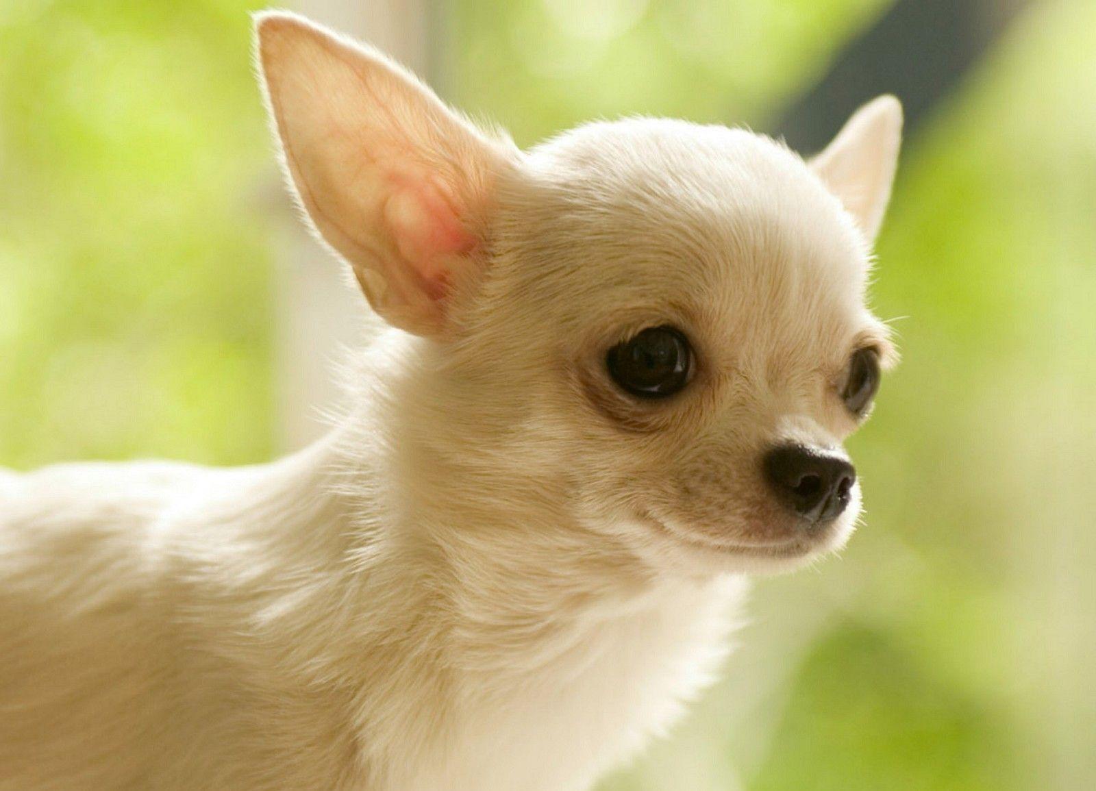 Chihuahua photo and wallpaper. The beautiful Chihuahua picture