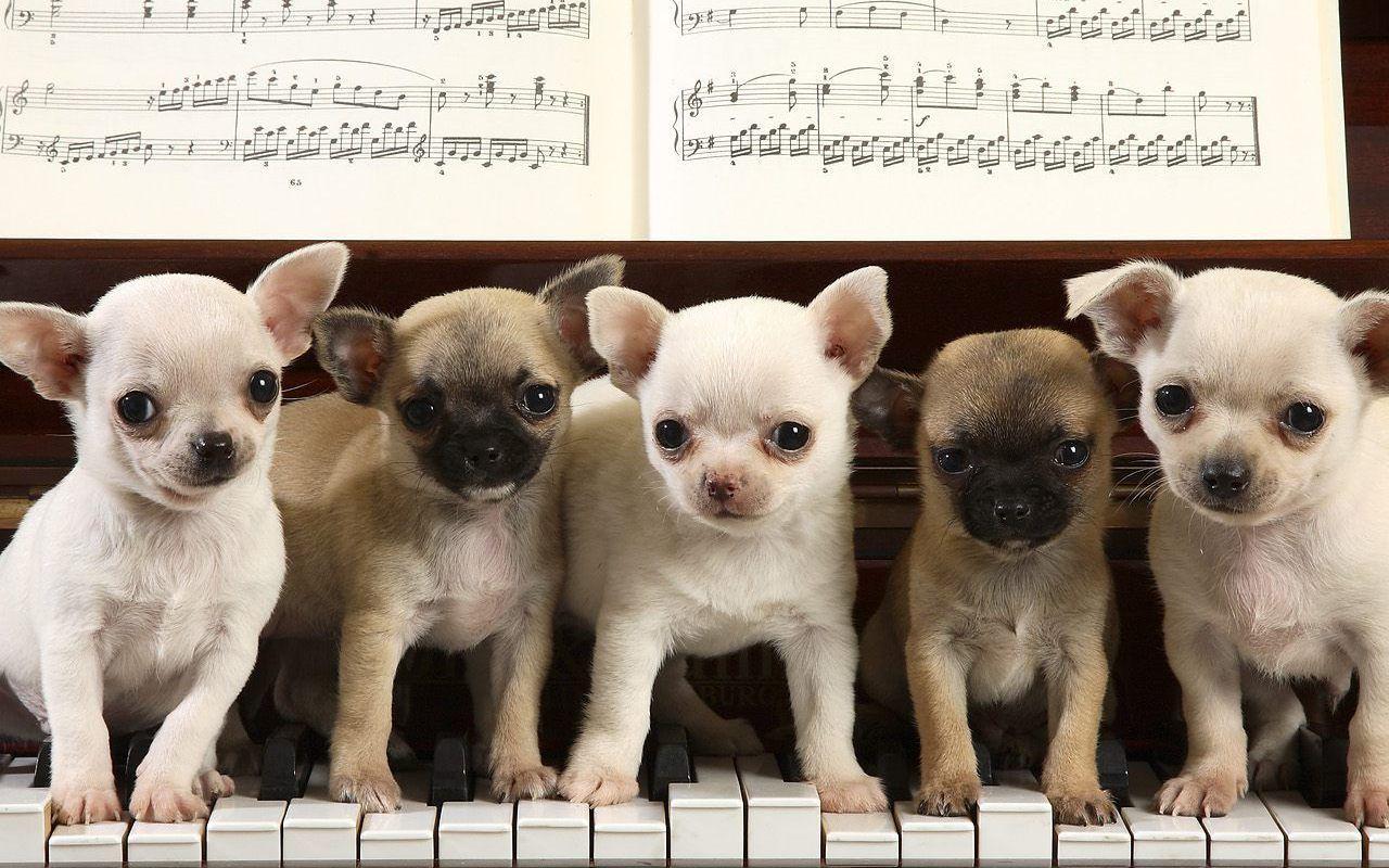 Chihuahua Wallpaper For iPad 32 Cool Wallpaper