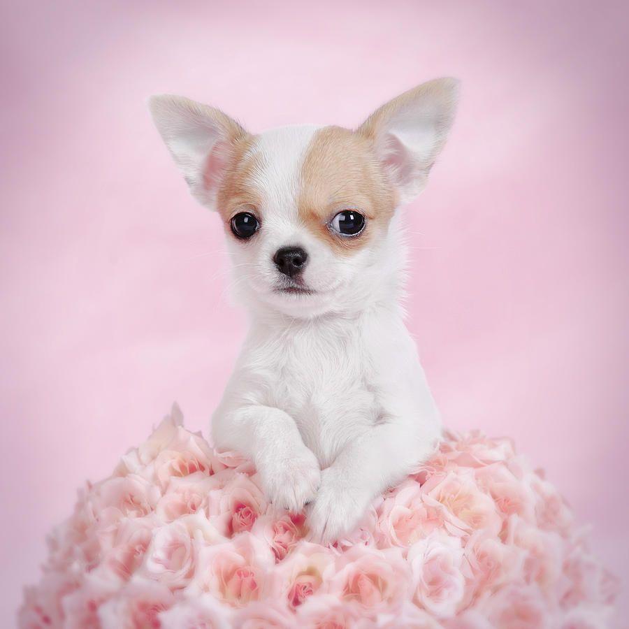 Chihuahua Puppies Playing Few Months Old Wallpaper With Pics Of