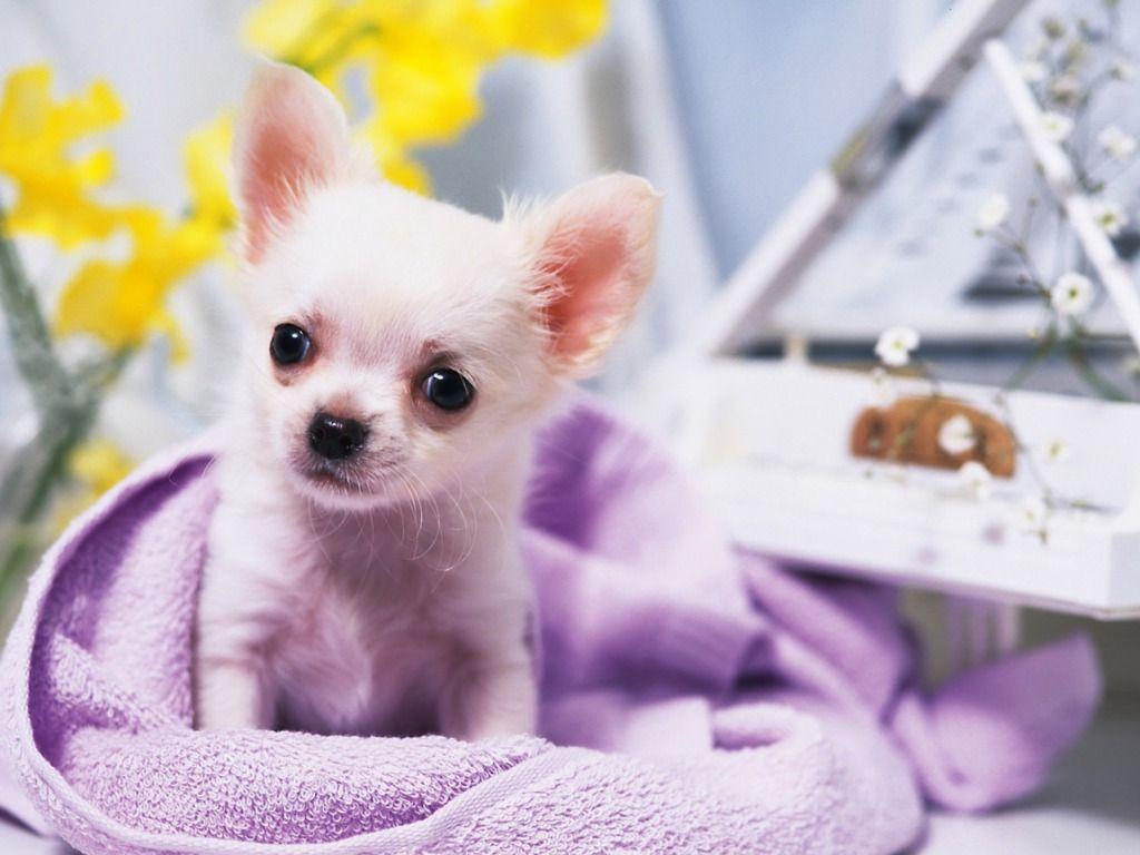 Chihuahua dog girl photo and wallpaper. Beautiful Chihuahua dog