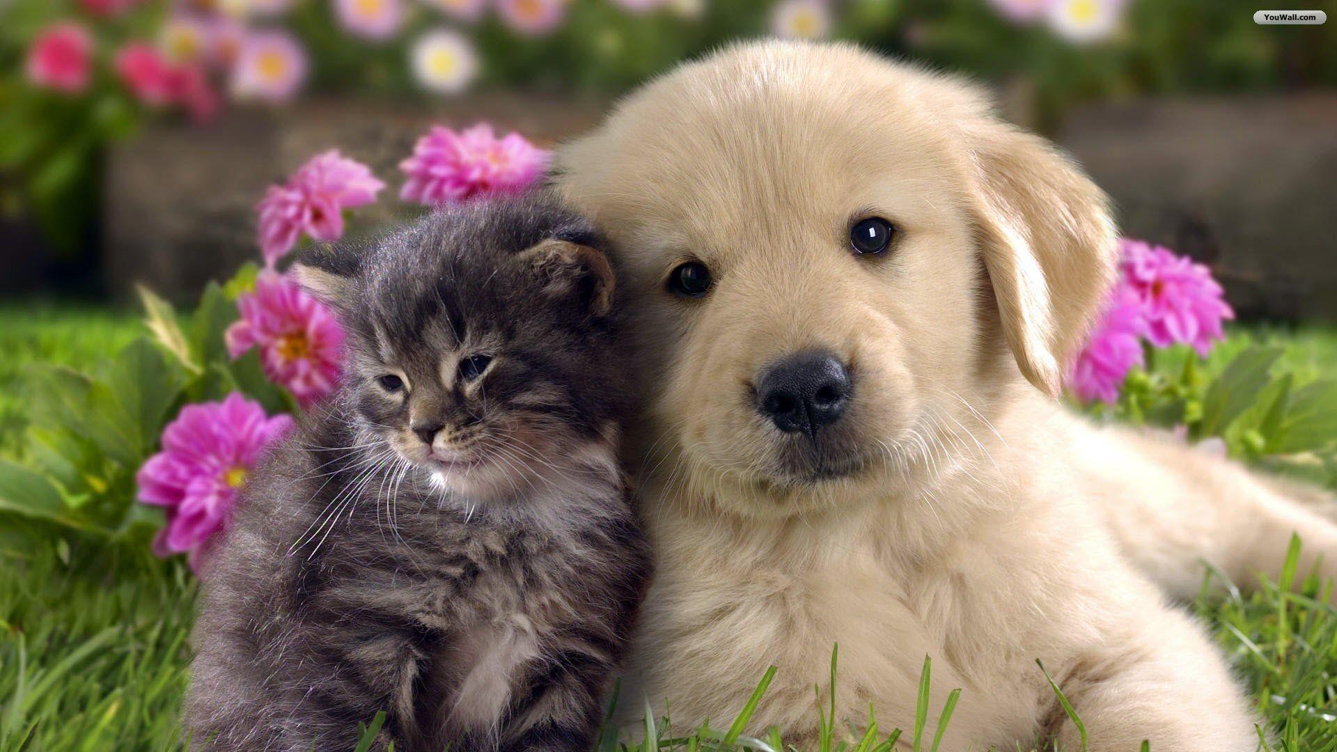 Pets Wallpaper, HD Image Pets Collection, GG.YAN