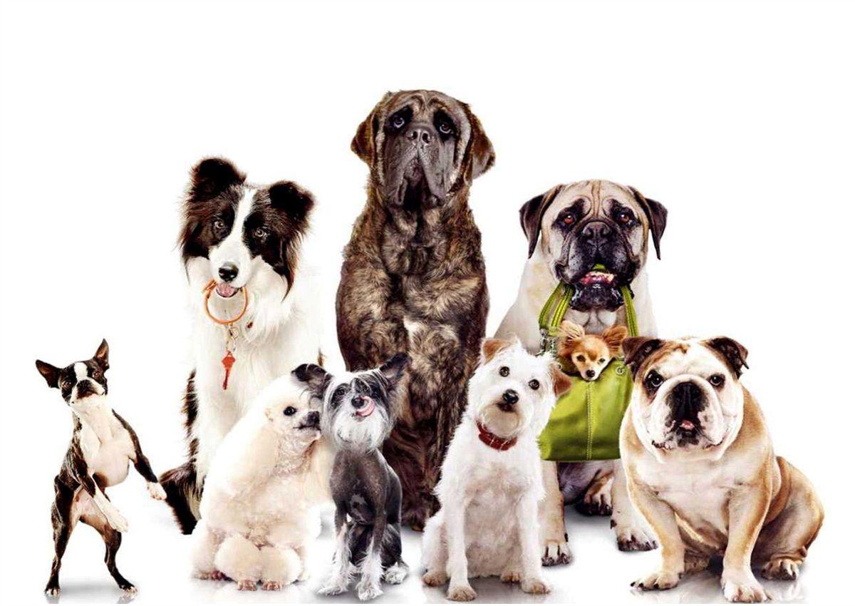 Best Friends, Animal Background Image, HD Dog Image, Download
