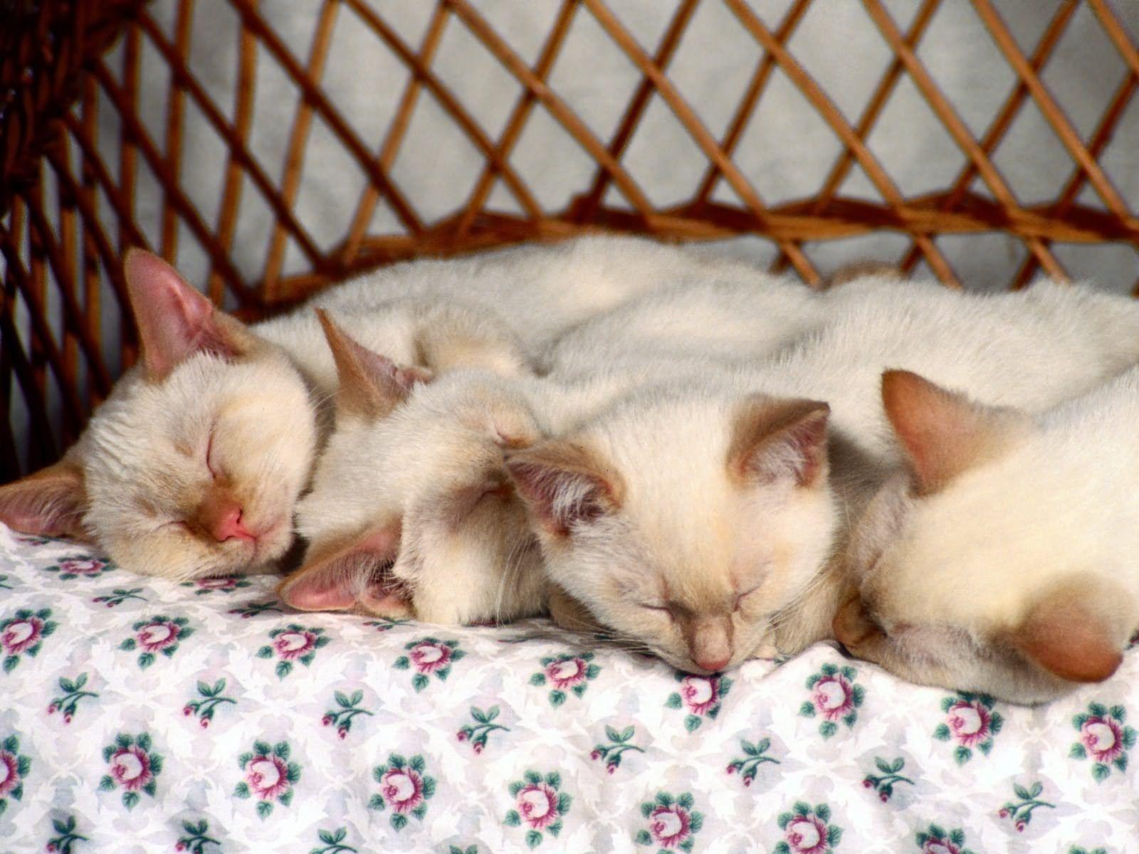 Wallpaper Kittens, Sleep, Kids, Many HD, Picture, Image