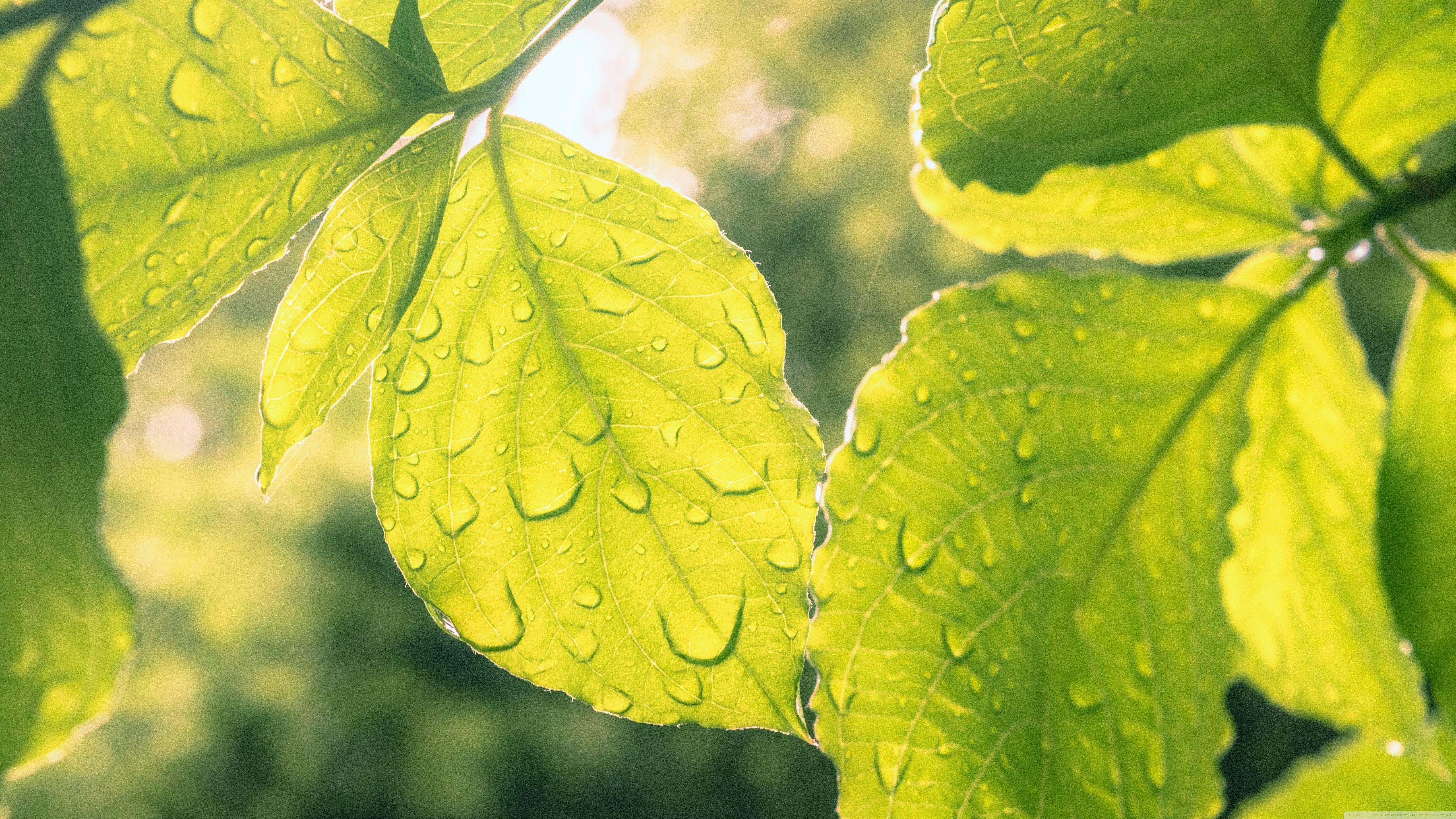 Leaves and Droplets ❤ 4K HD Desktop Wallpaper for 4K Ultra HD TV