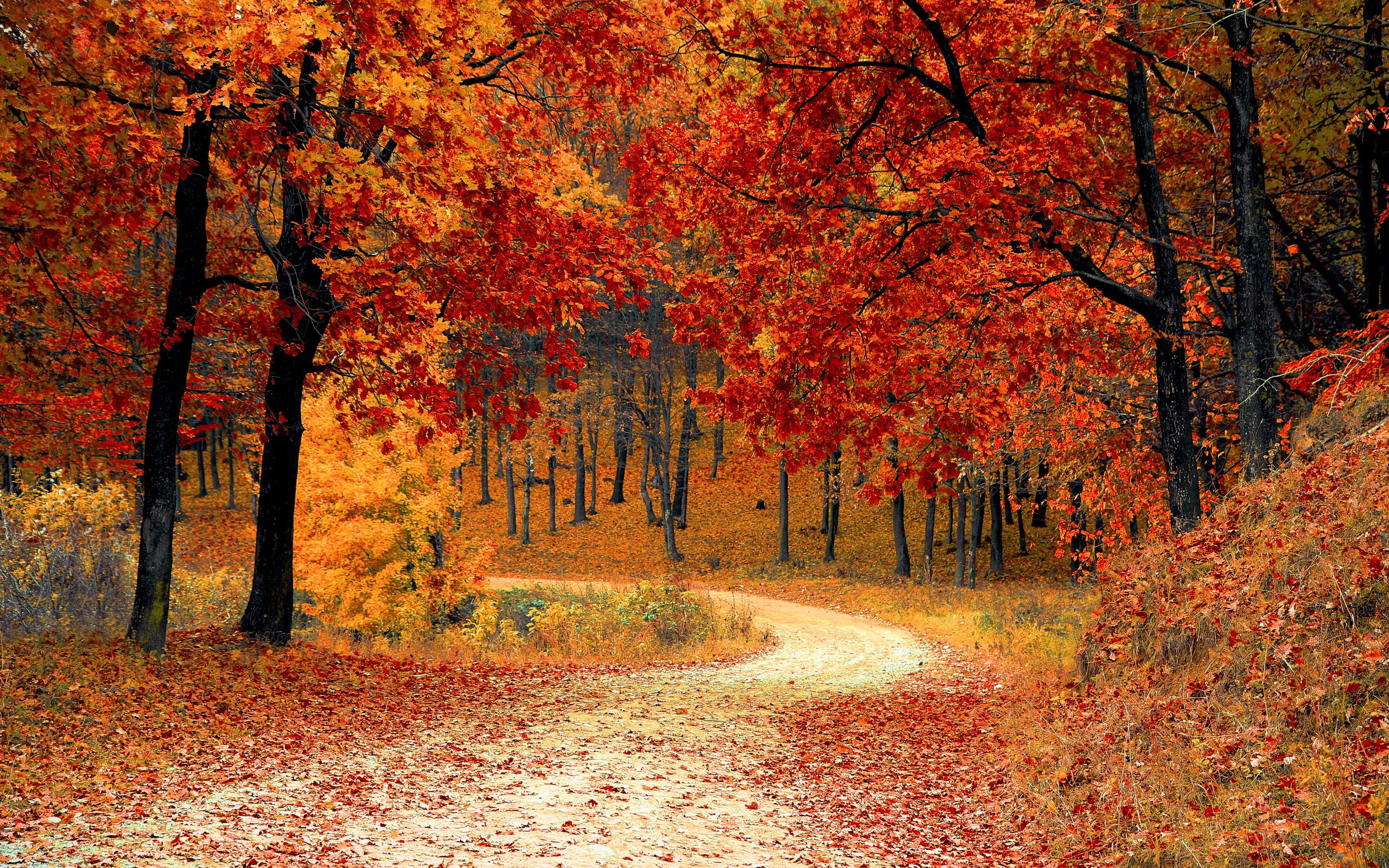 Autumn Fall Season Wallpaper